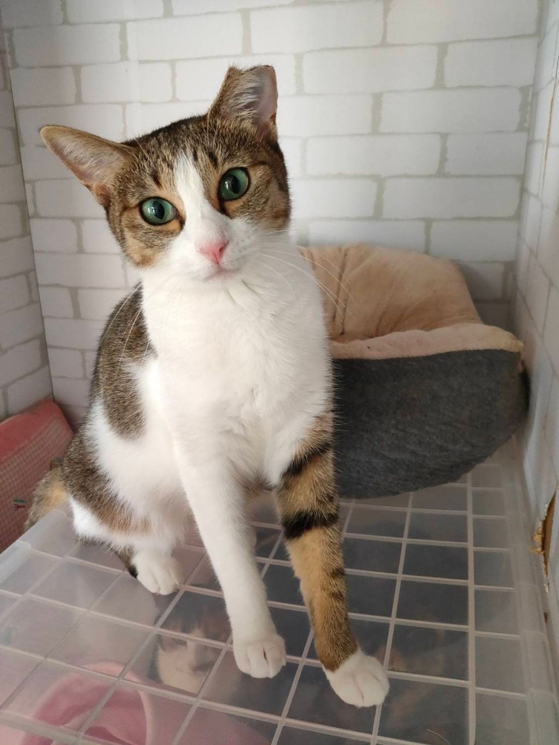 雑種（ミックス猫）・メスの里親募集の写真