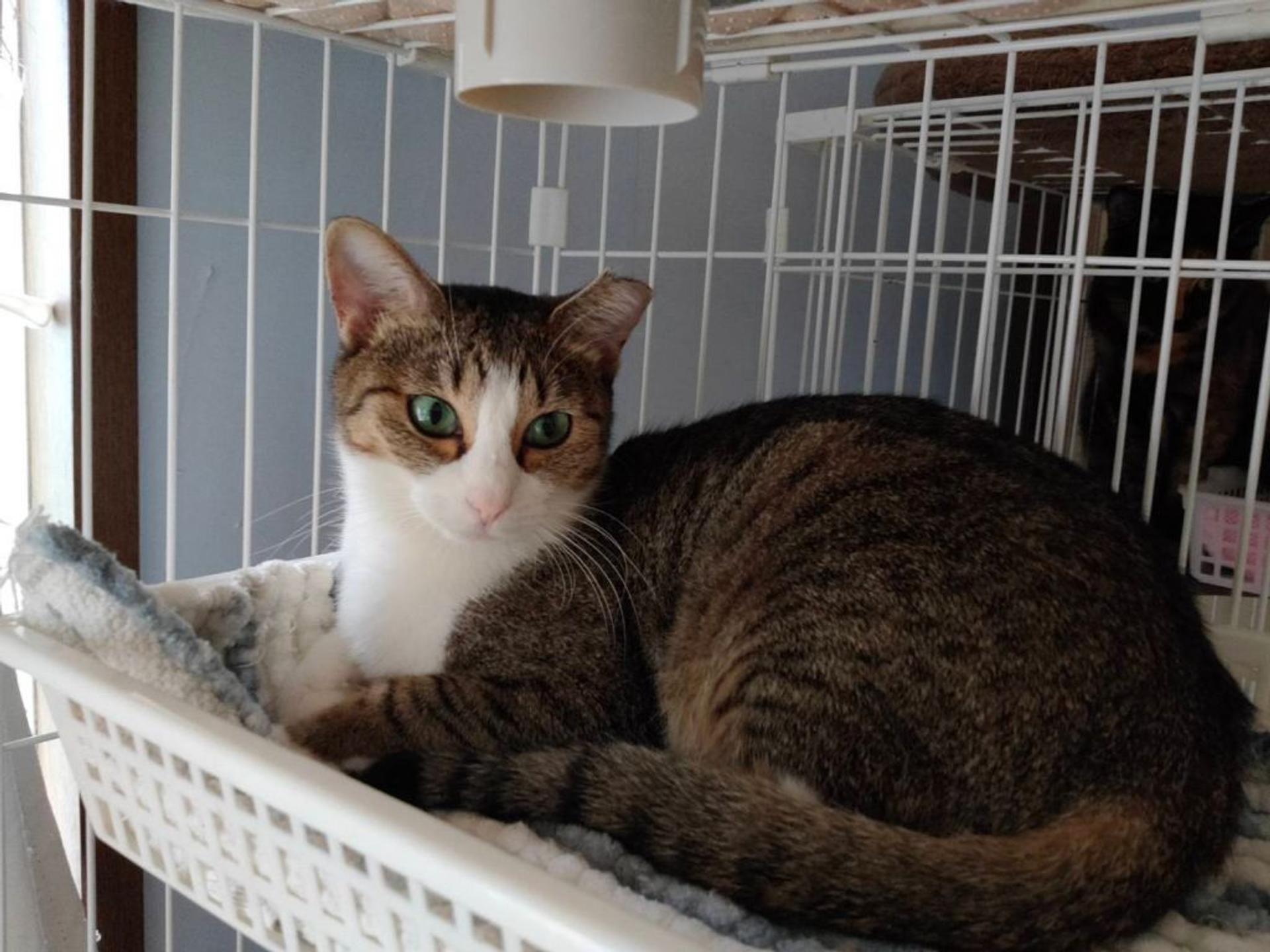 pet-image-6
