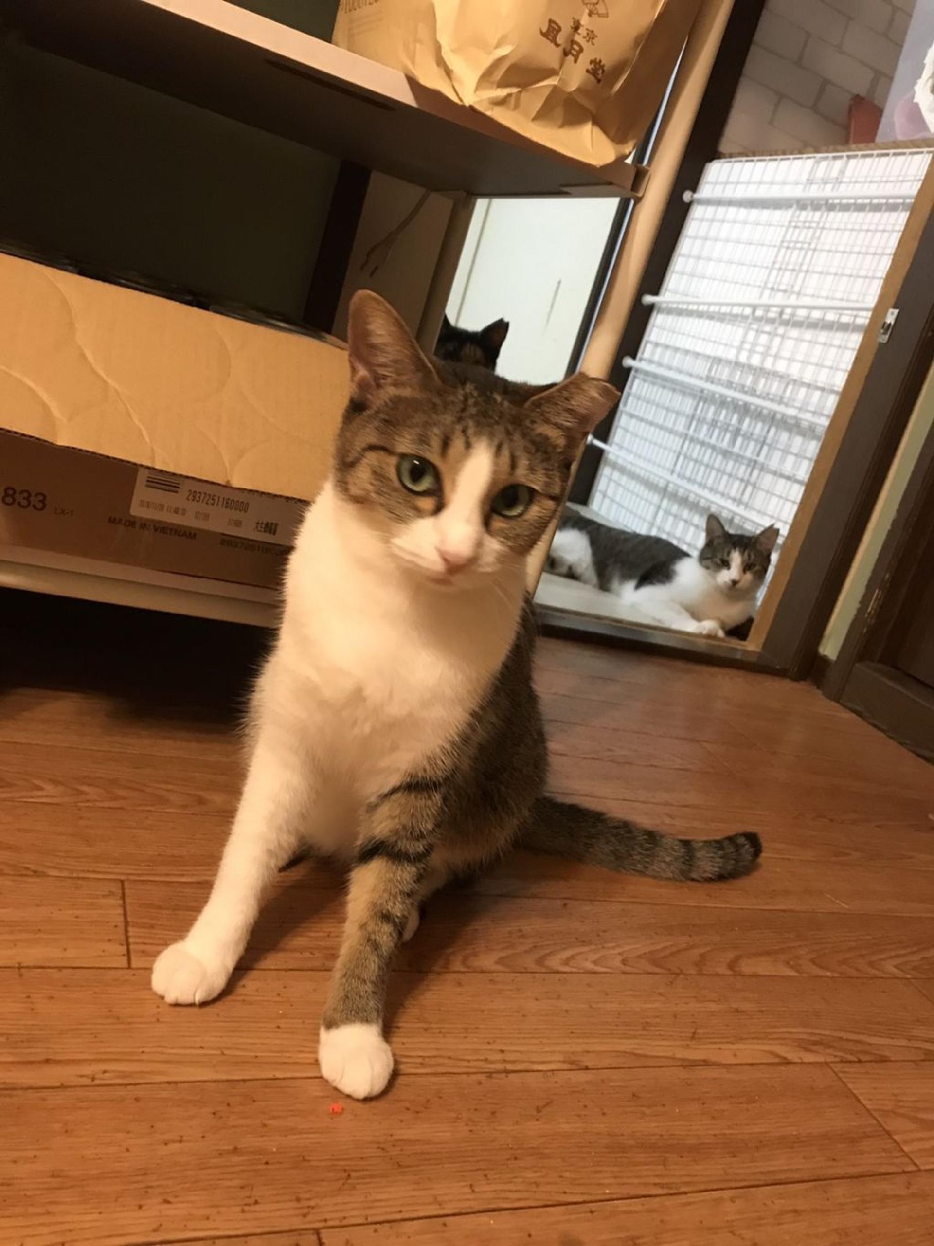 pet-image-8