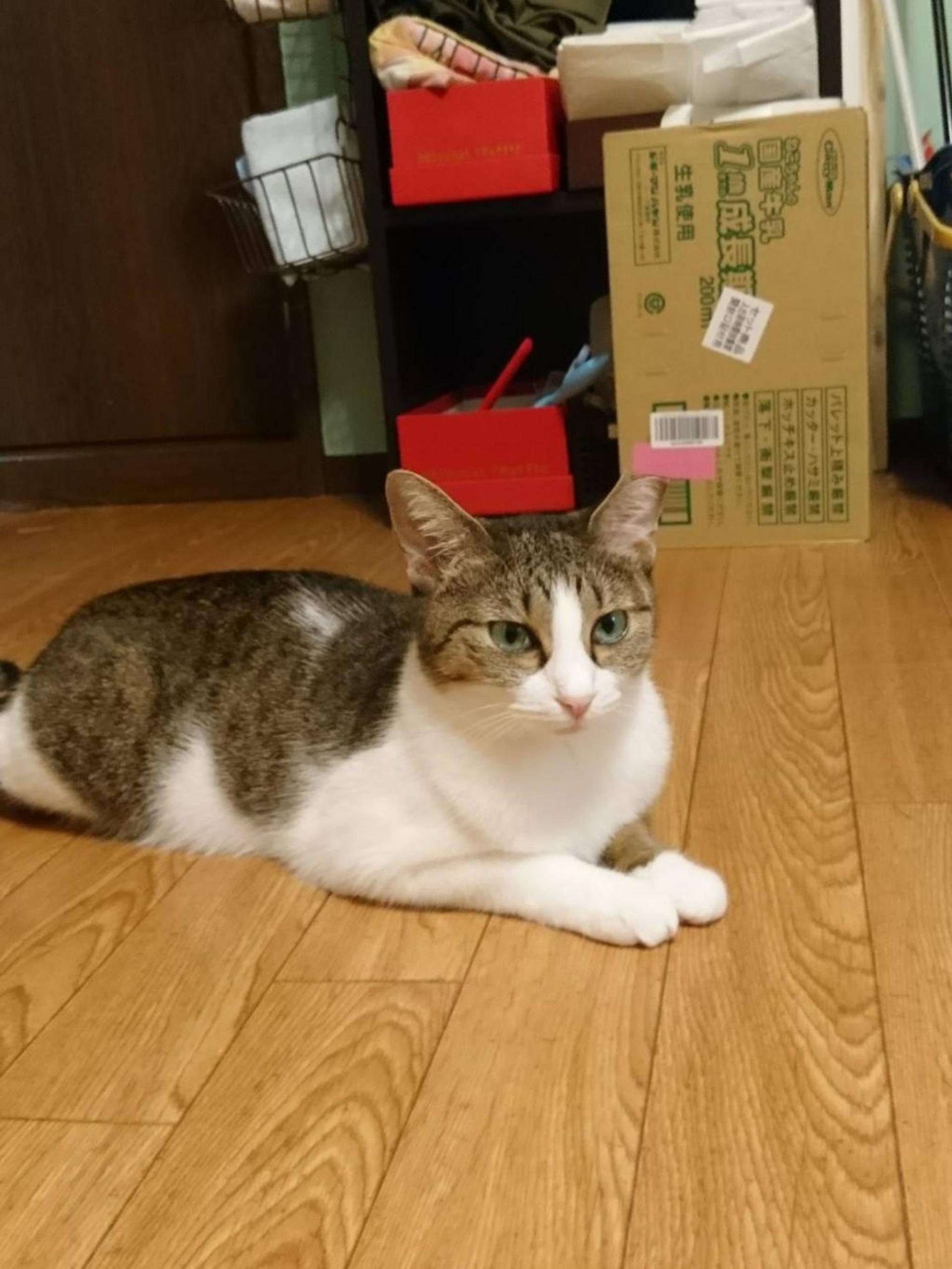 pet-image-9