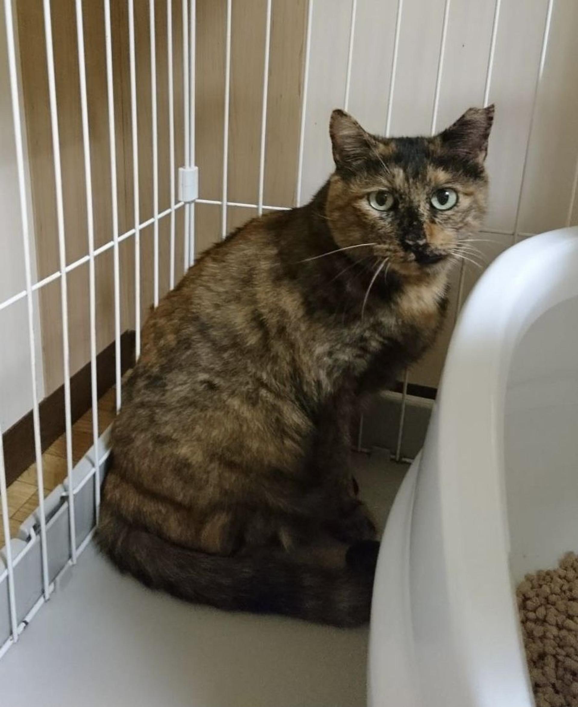 pet-image-9