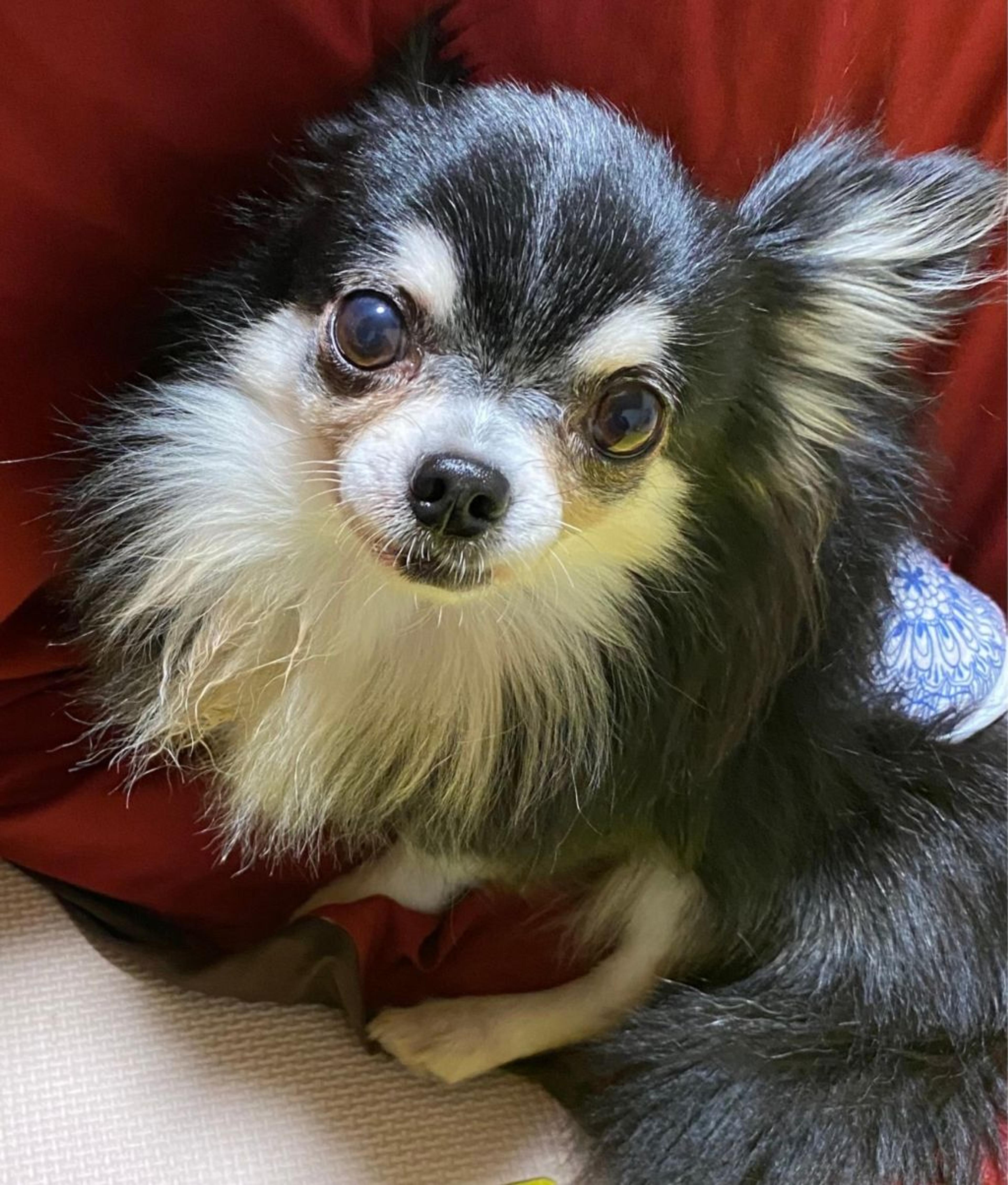 pet-image-2