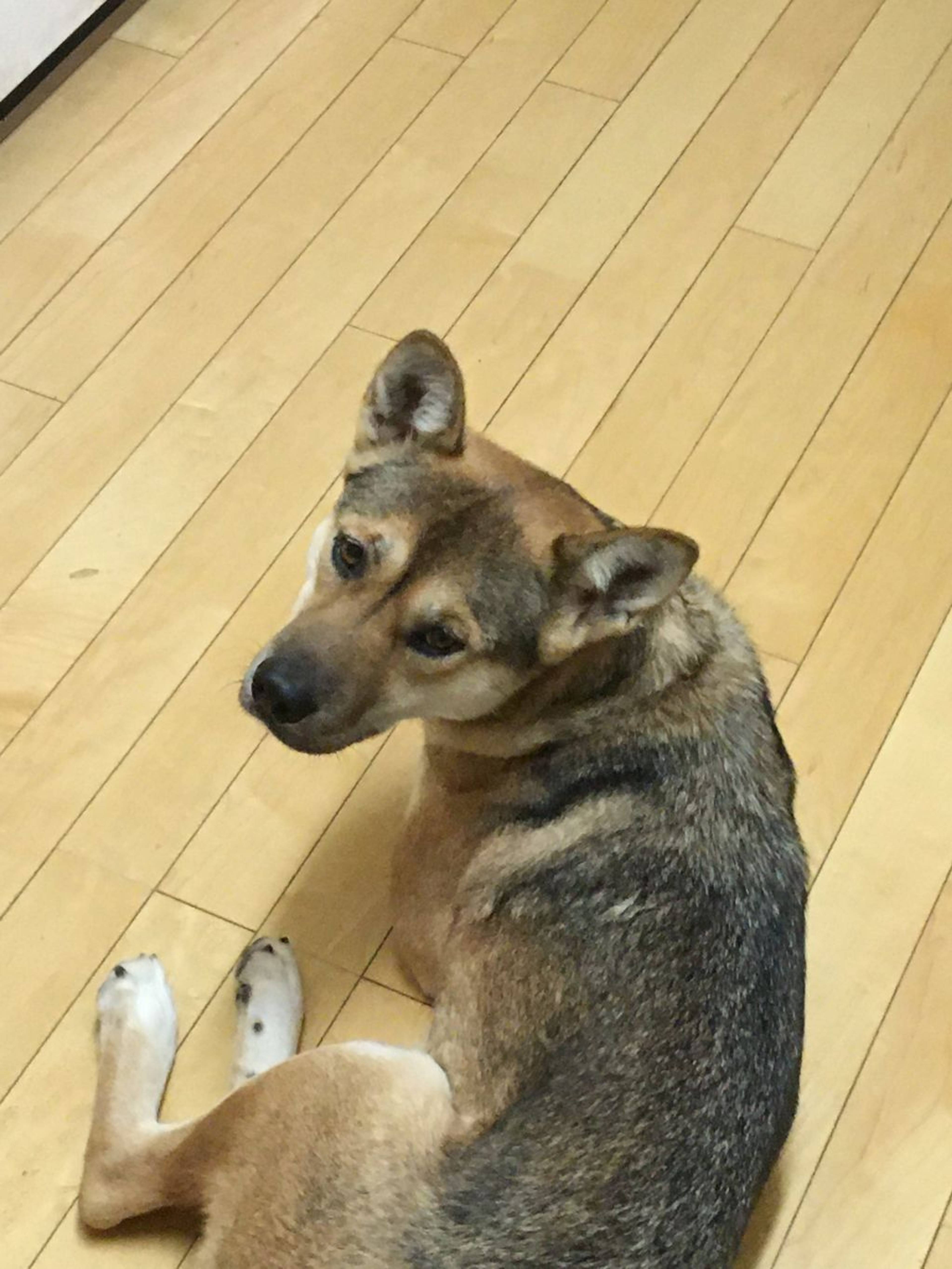 雑種（ミックス犬）・メスの里親募集の写真