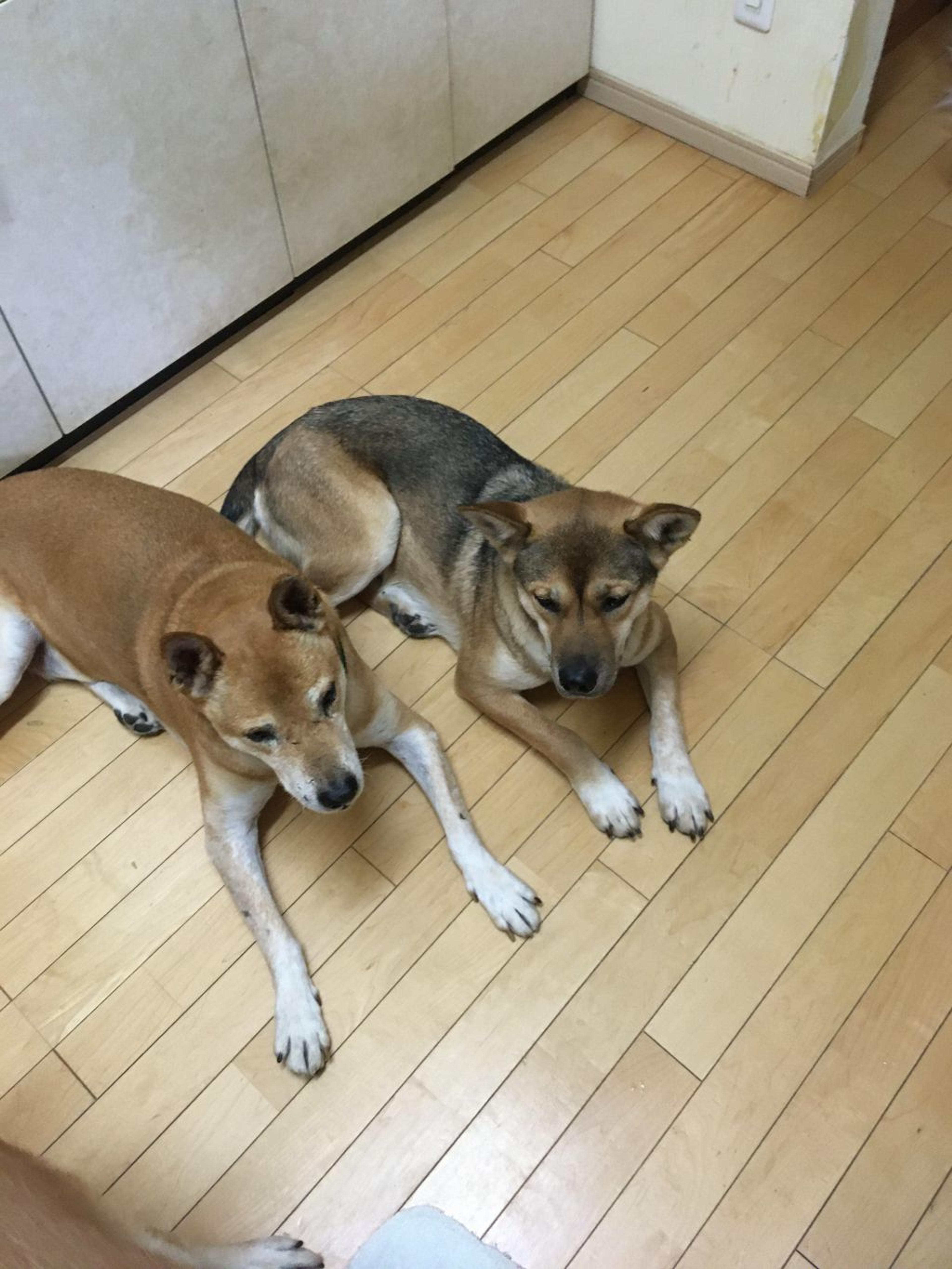pet-image-3