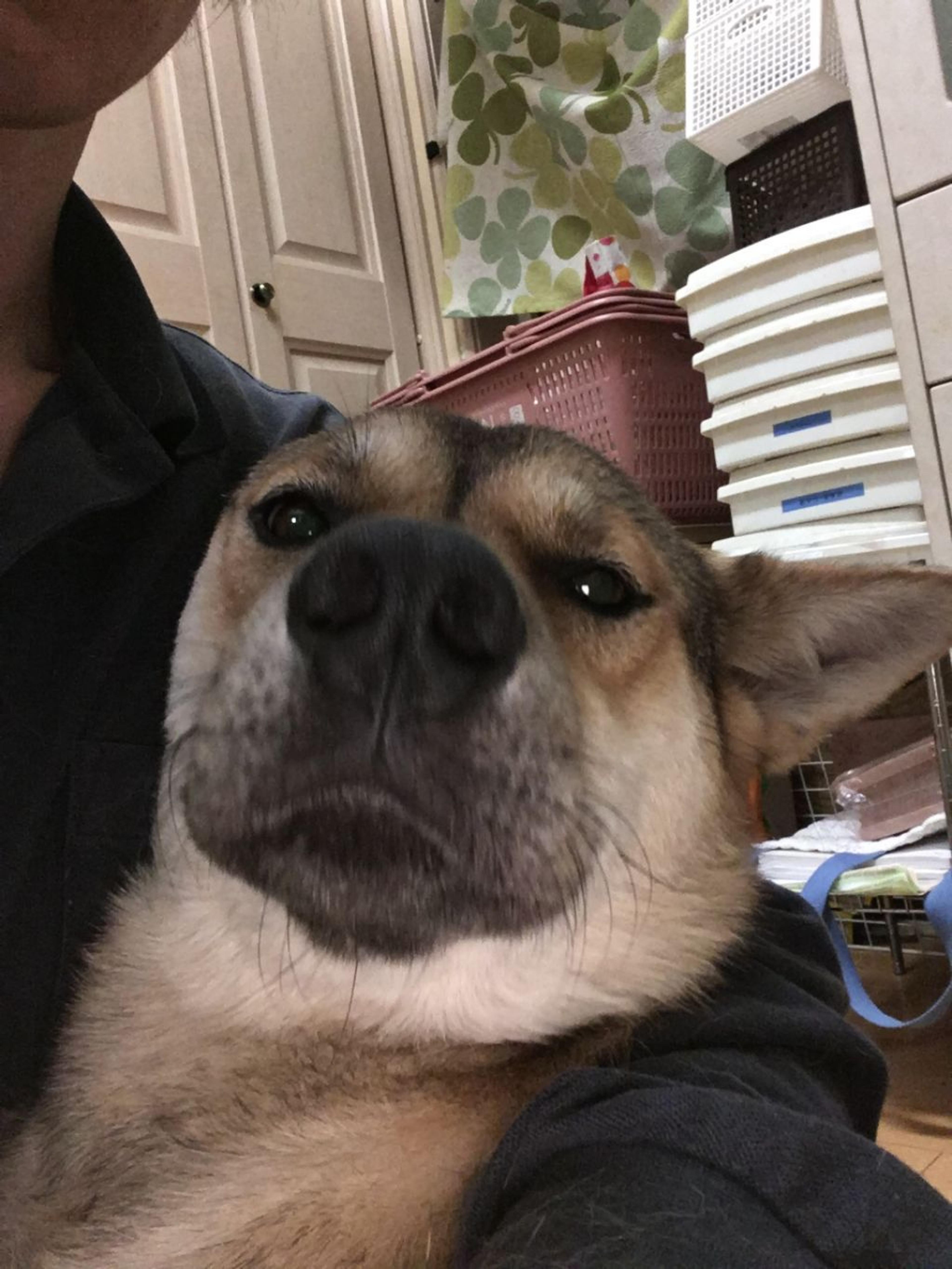 pet-image-5