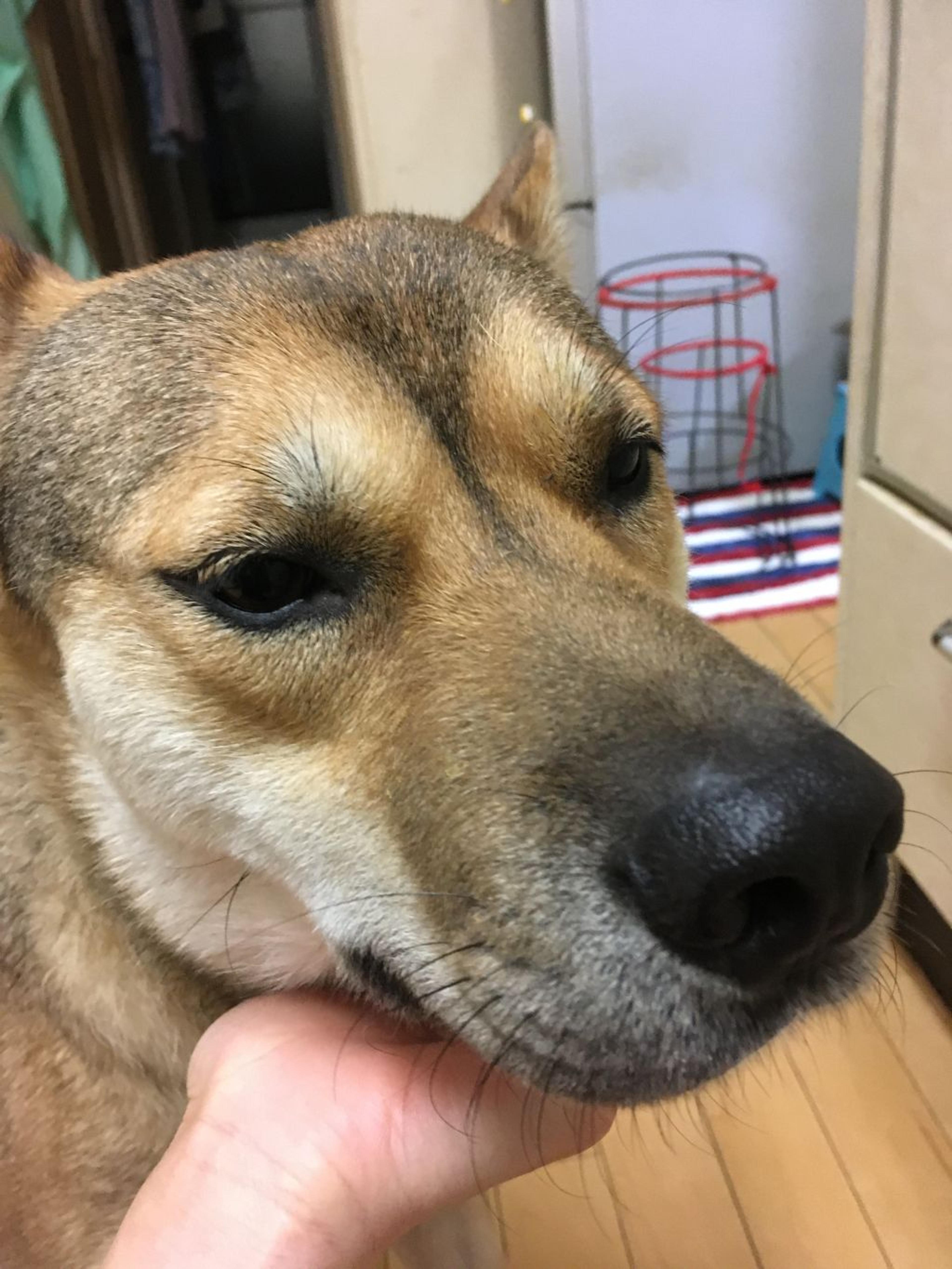 pet-image-6