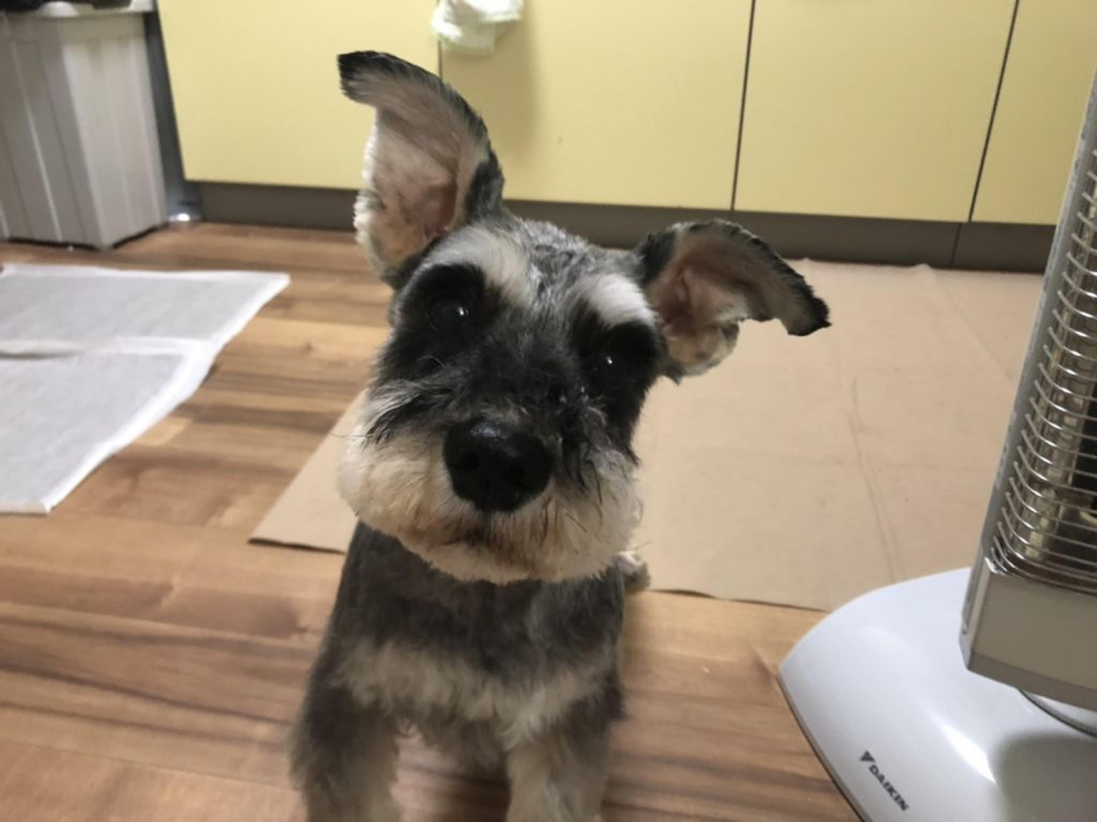 pet-image-2