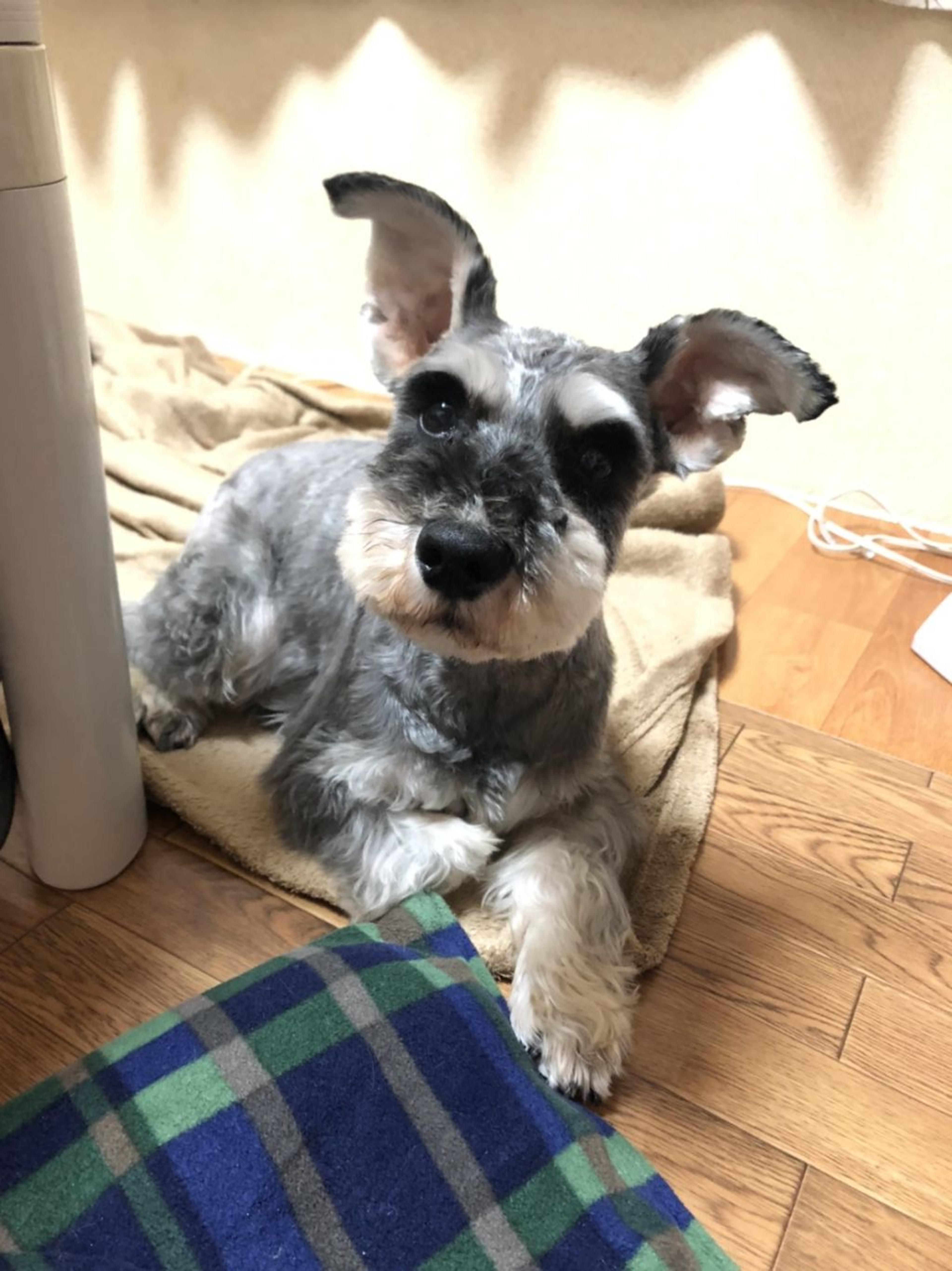 pet-image-3