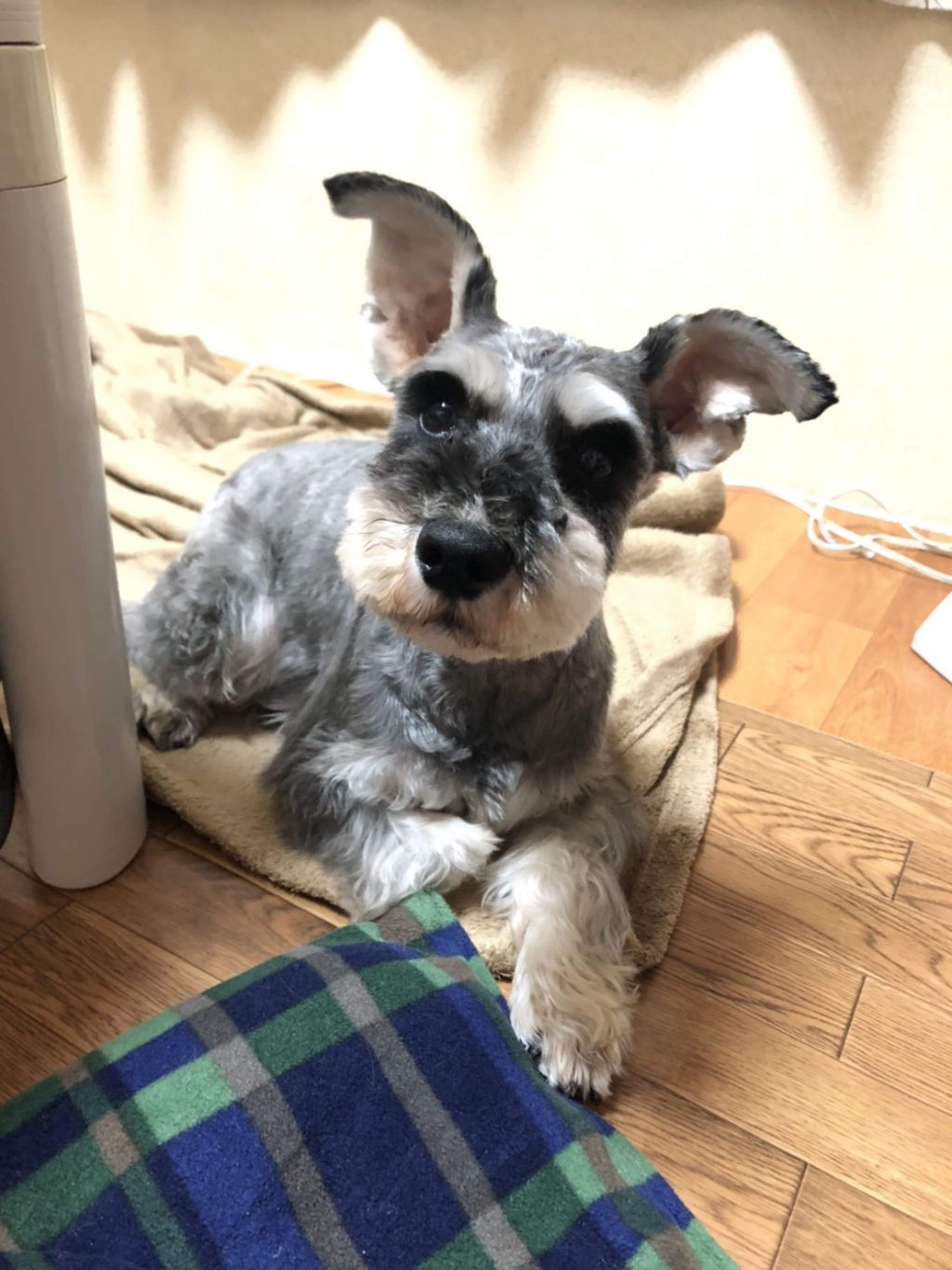 pet-image-3