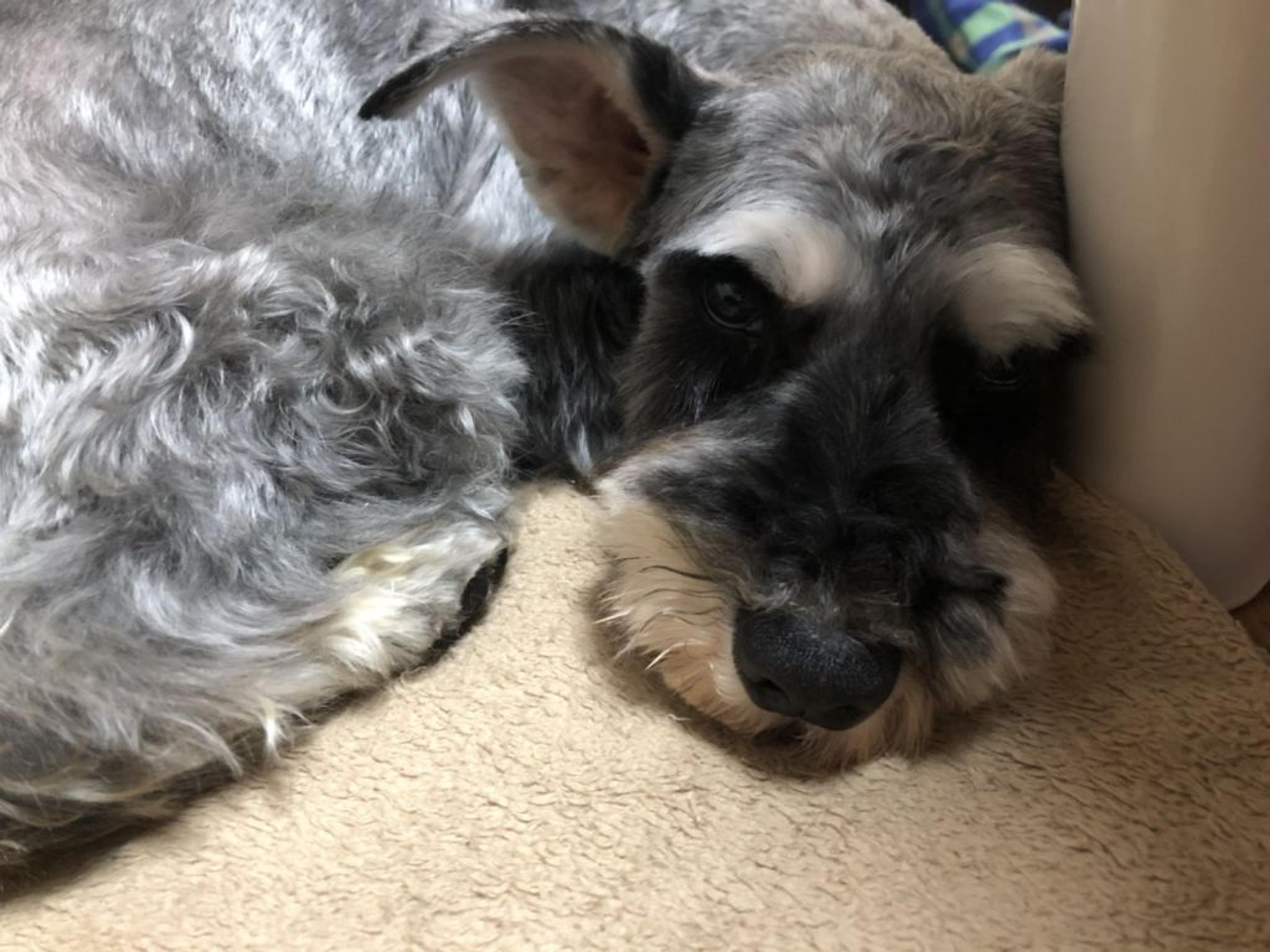 pet-image-4