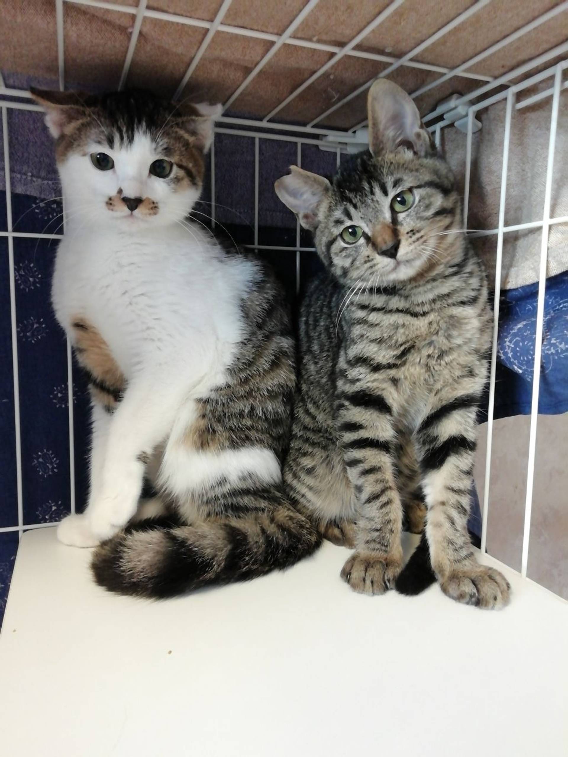 雑種（ミックス猫）・メスの里親募集の写真