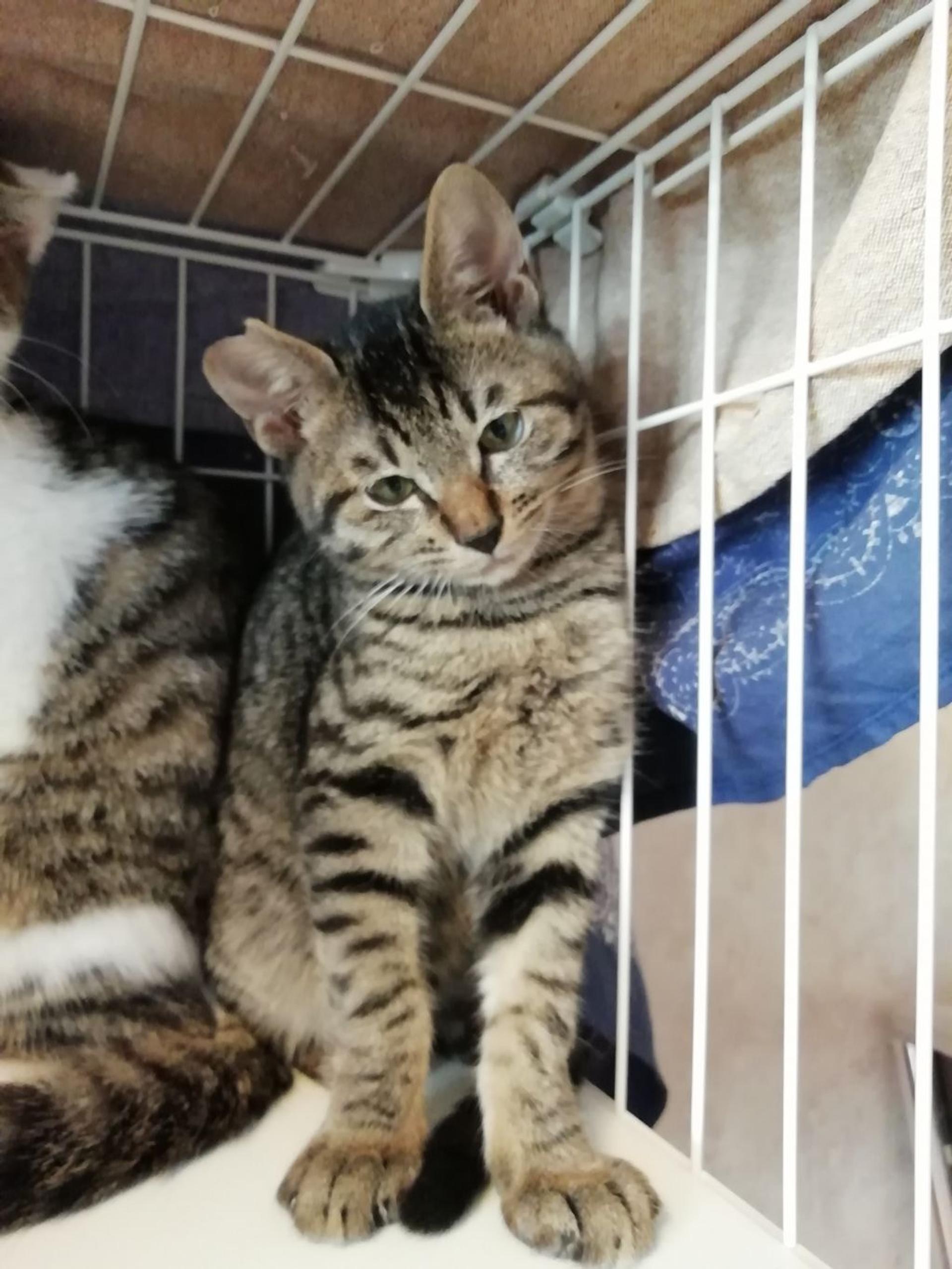 pet-image-3