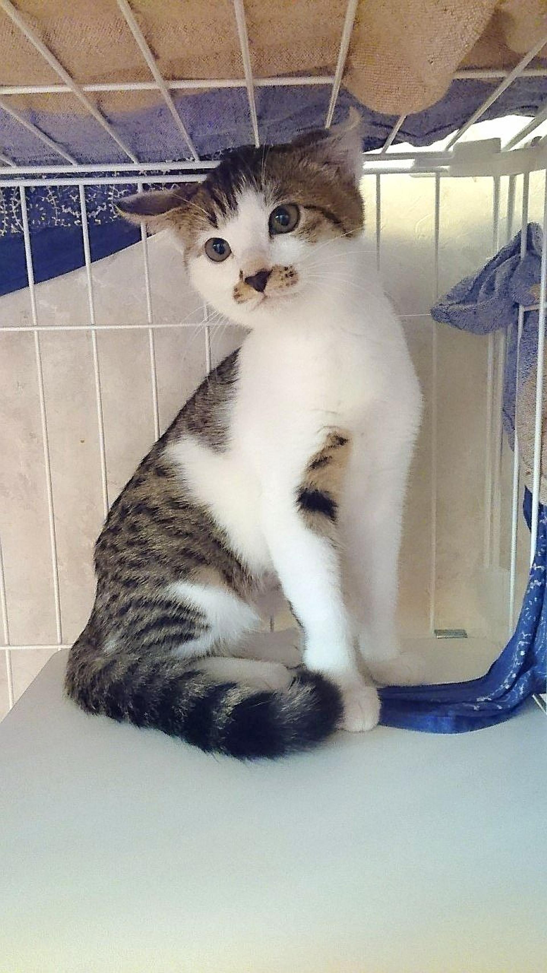 pet-image-4