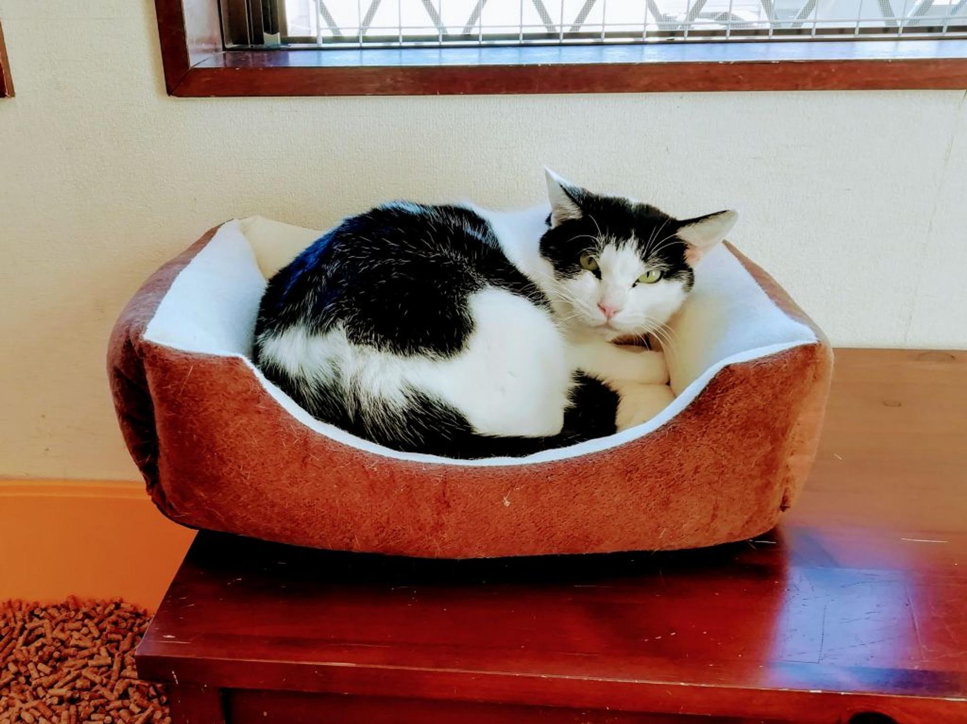 pet-image-2