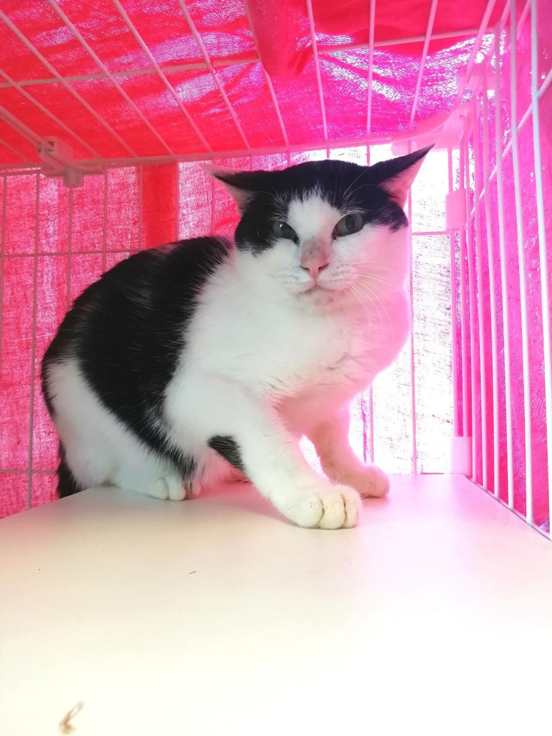 pet-image-4