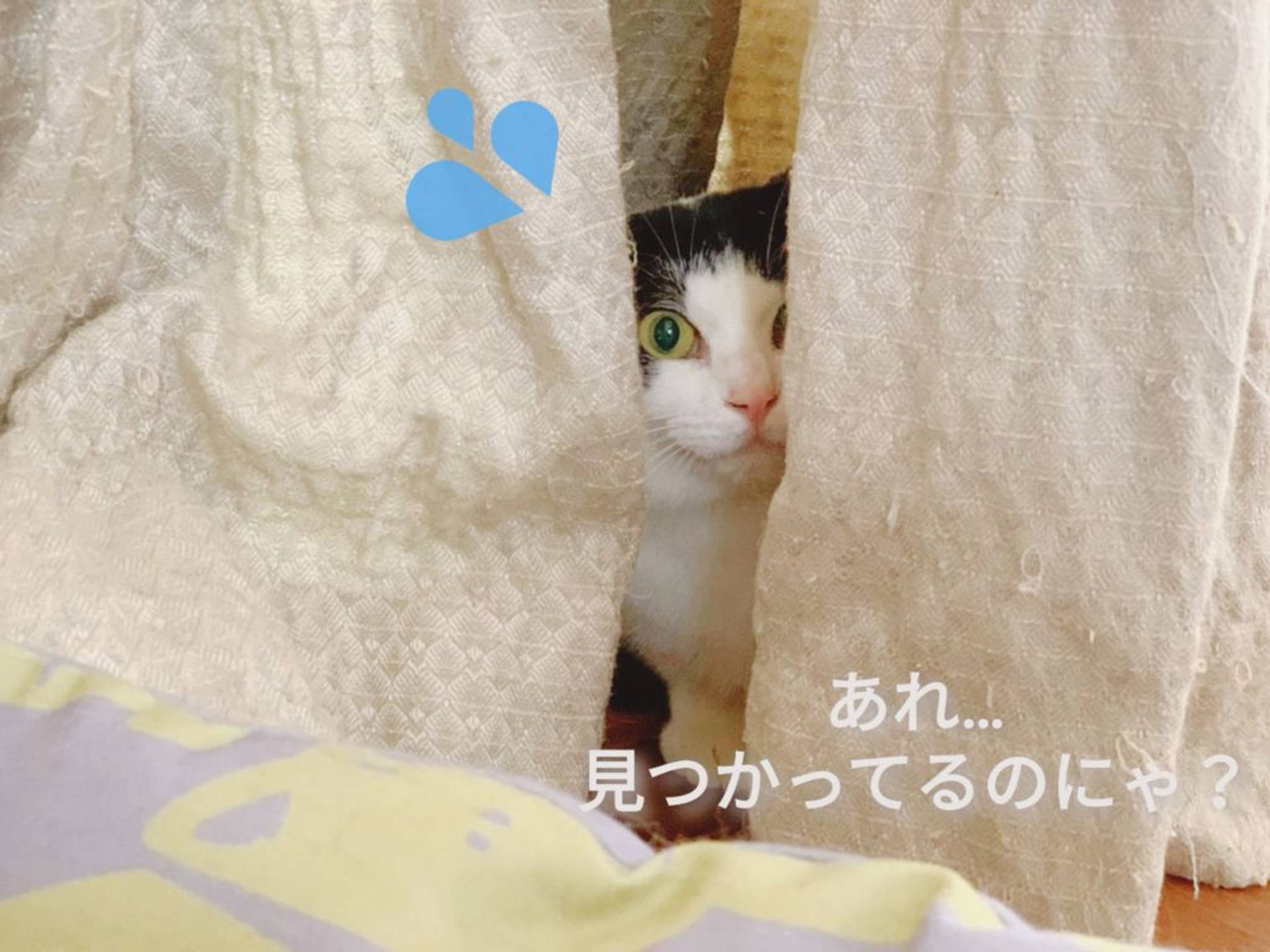 雑種（ミックス猫）・オスの里親募集の写真