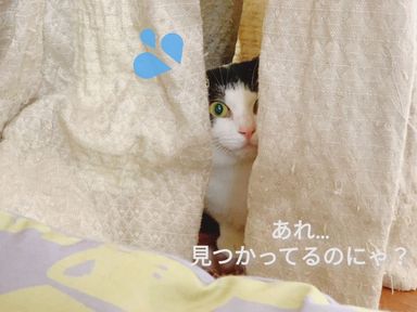 ジェジェの写真
