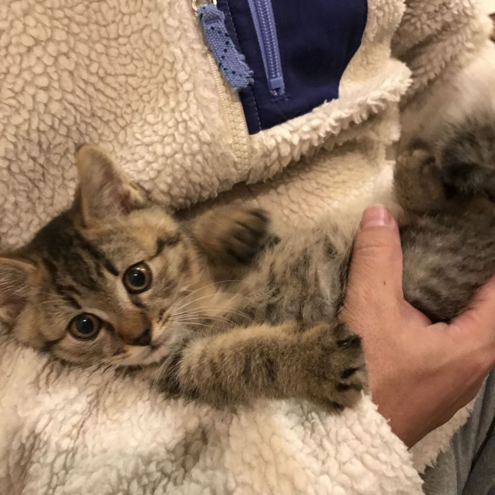 雑種（ミックス猫）・オスの里親募集の写真