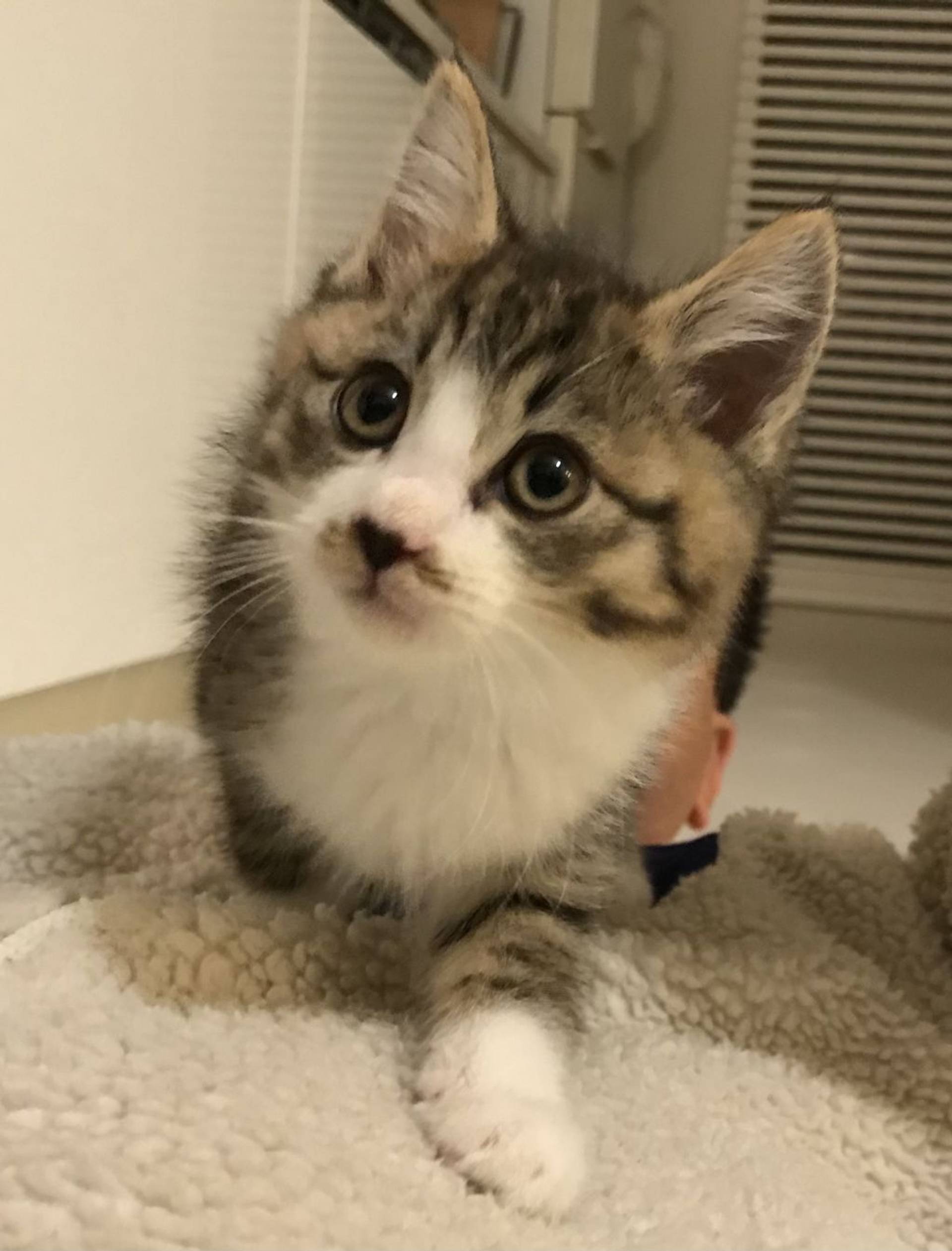 雑種（ミックス猫）・メスの里親募集の写真