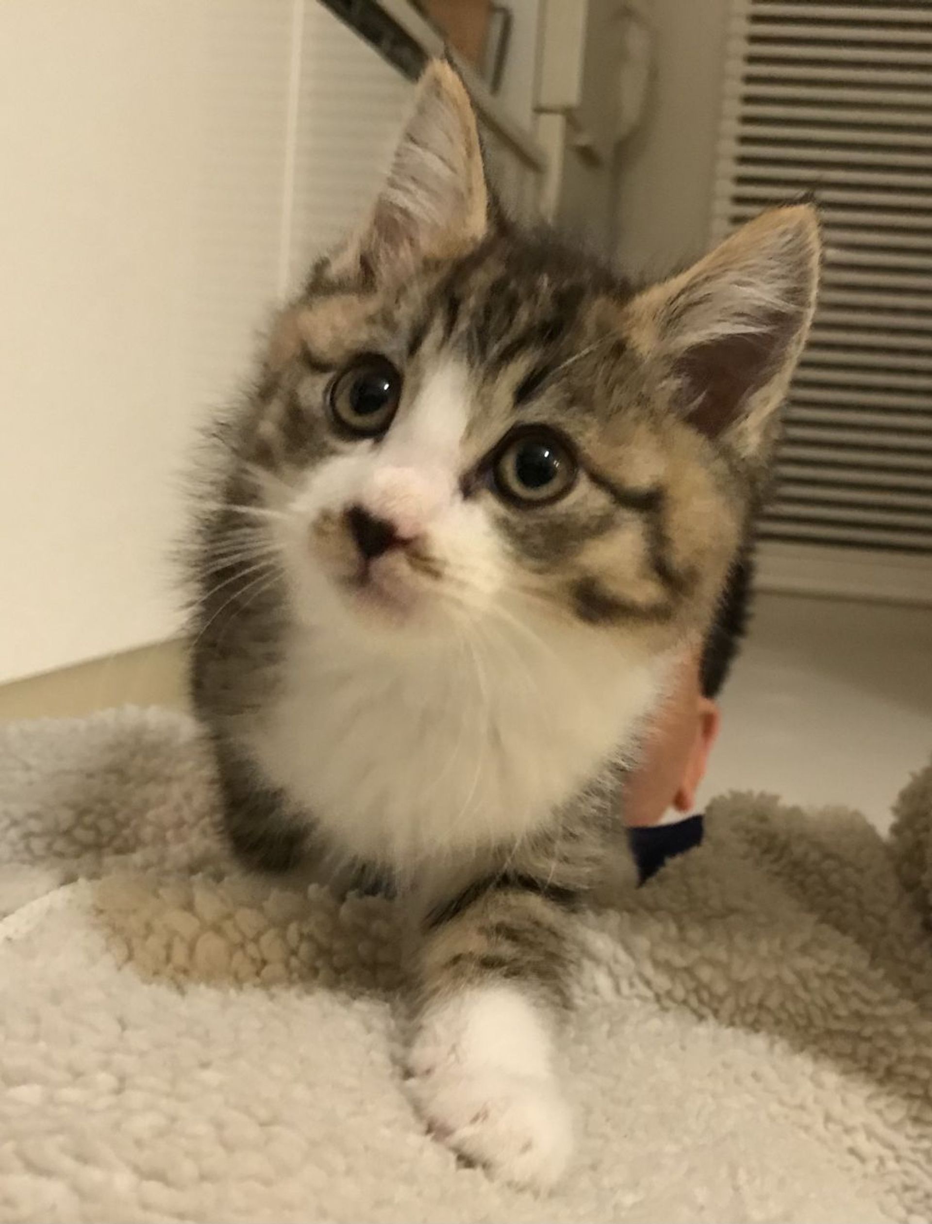 雑種（ミックス猫）・メスの里親募集の写真