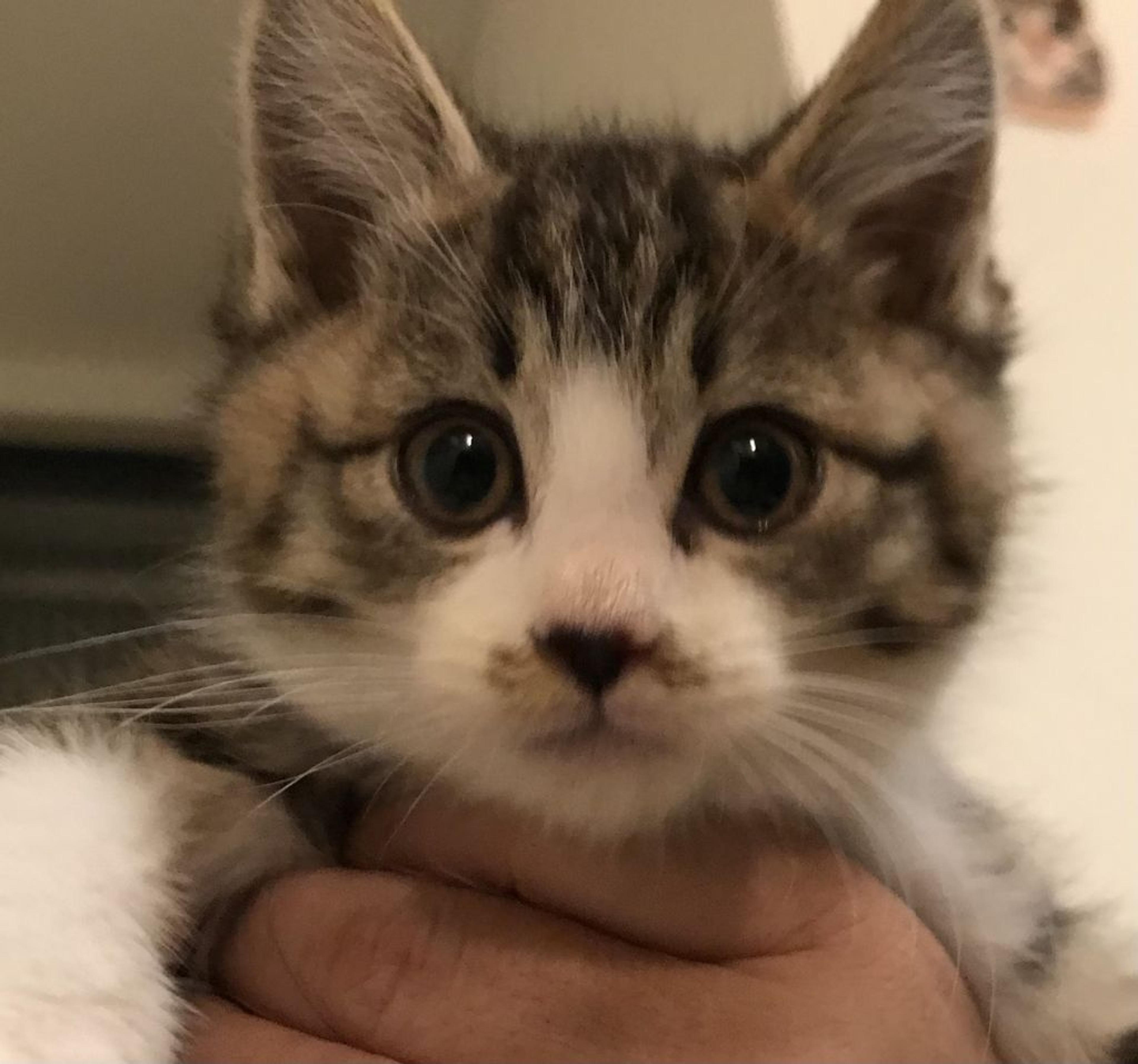 pet-image-2