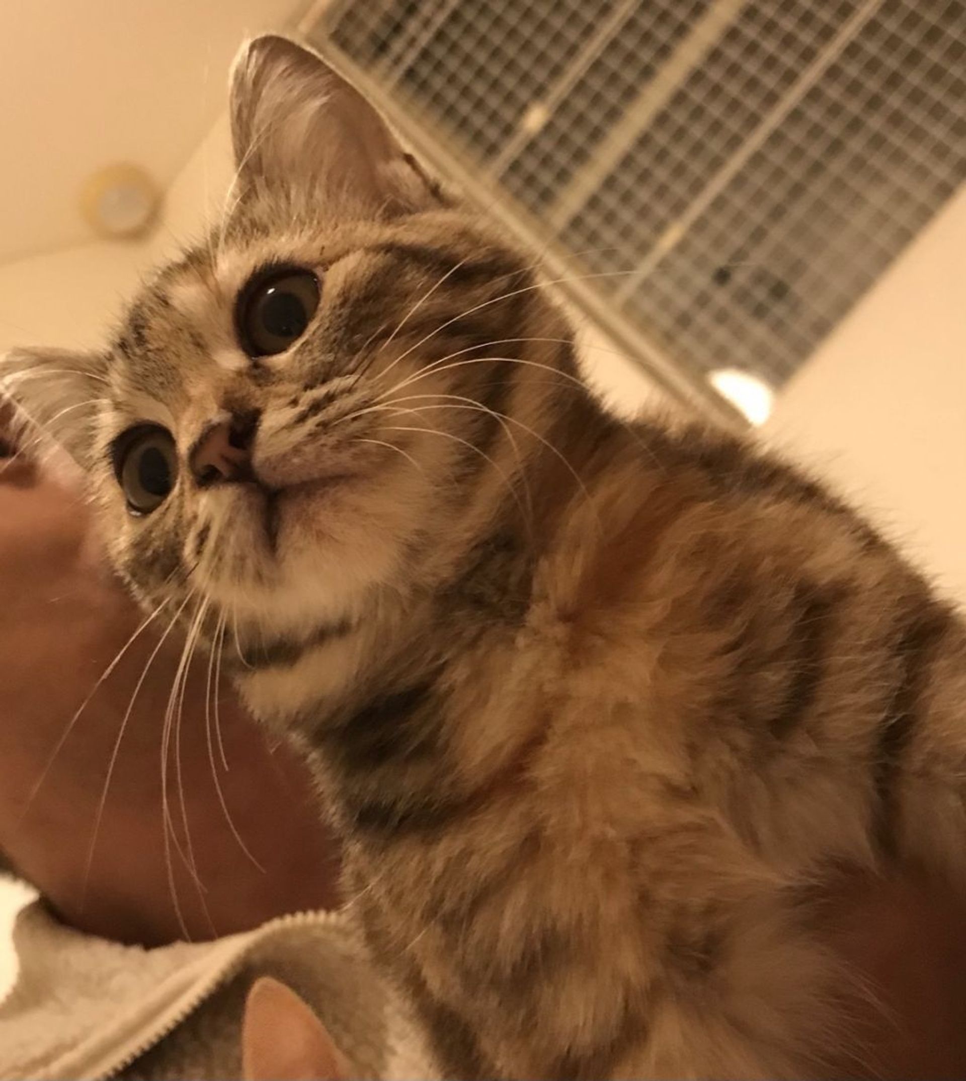 雑種（ミックス猫）・メスの里親募集の写真