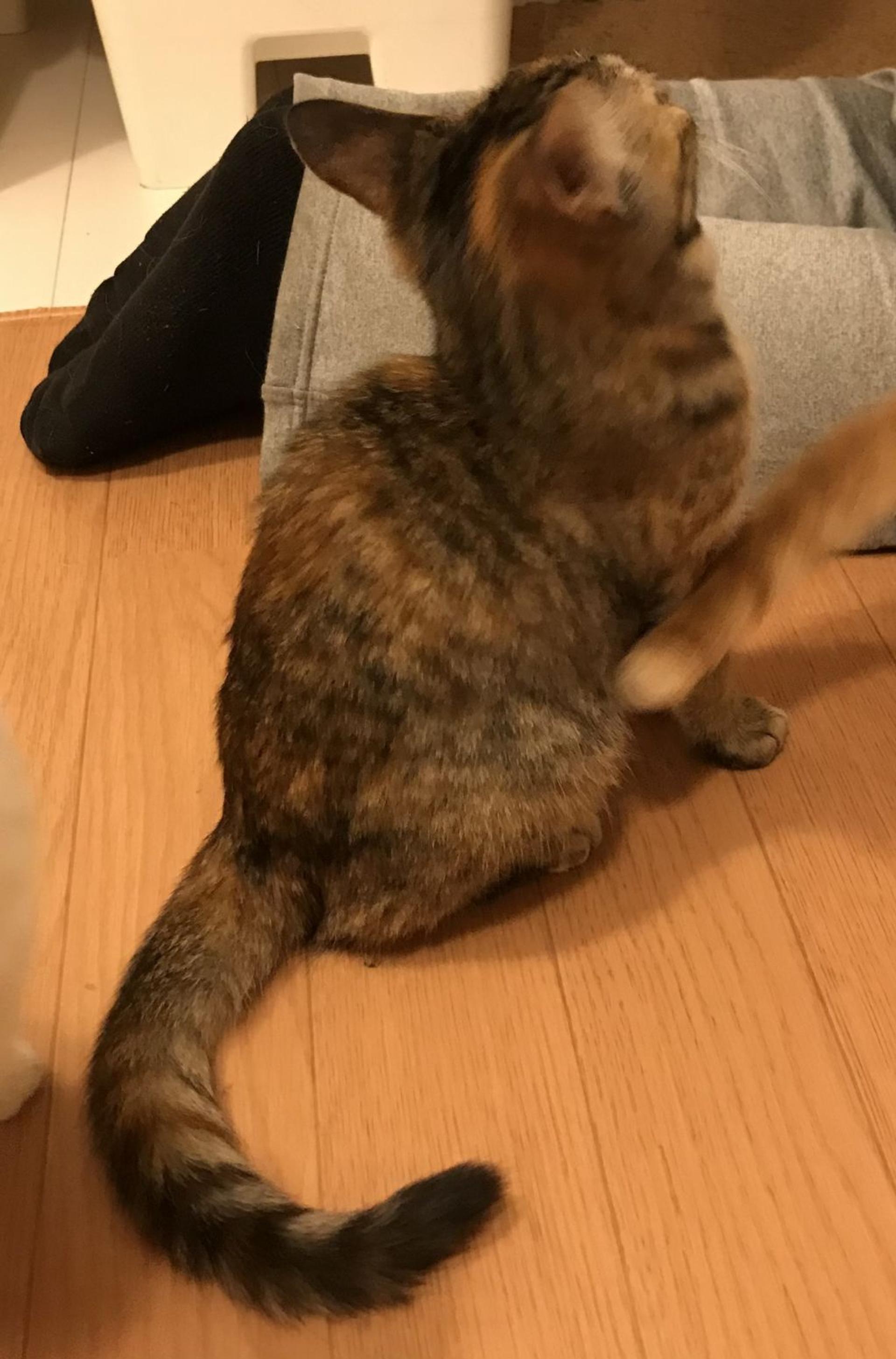 pet-image-2