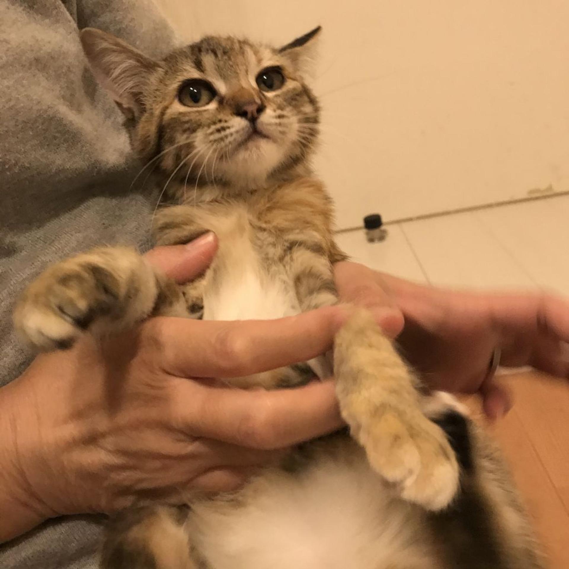 pet-image-3