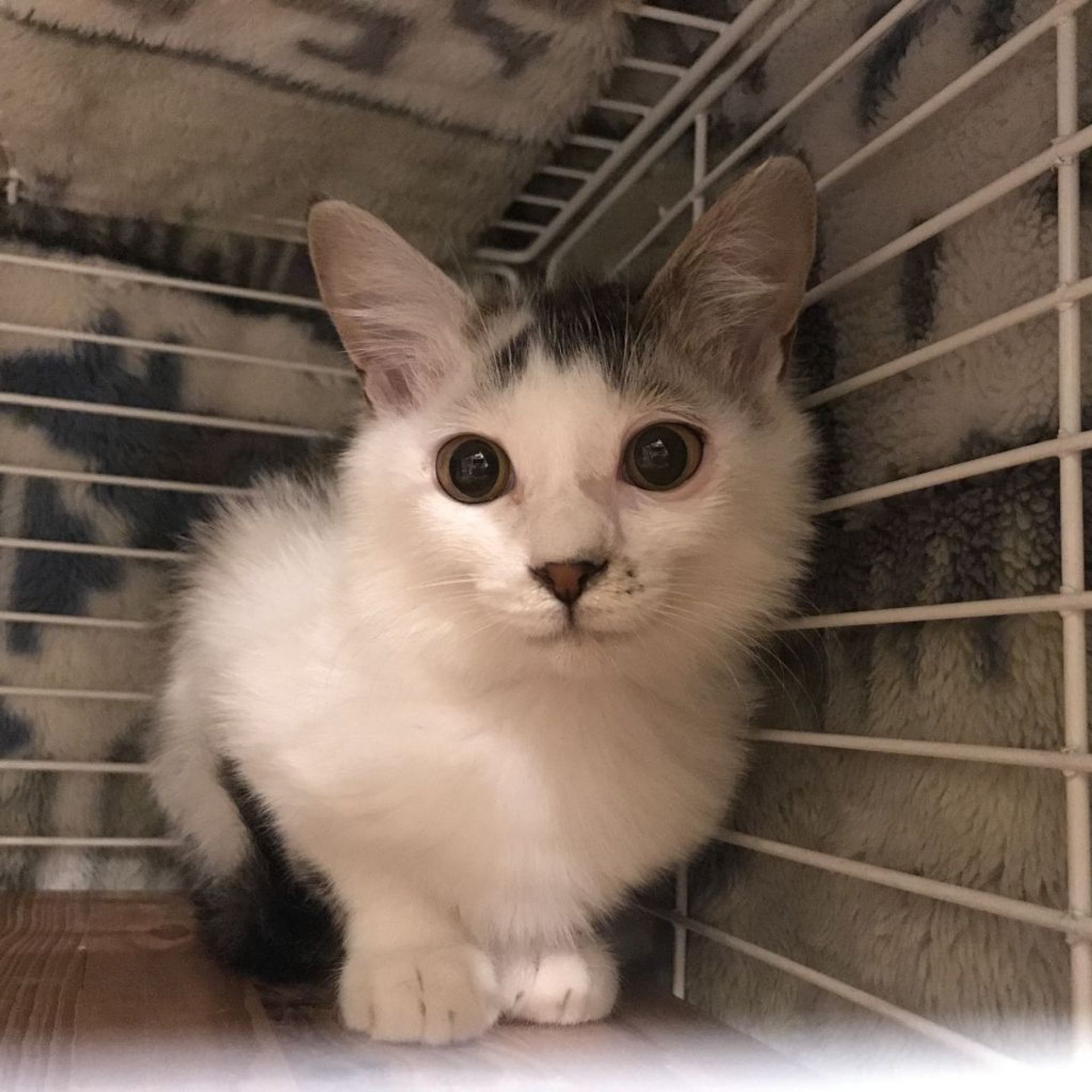 雑種（ミックス猫）・オスの里親募集の写真