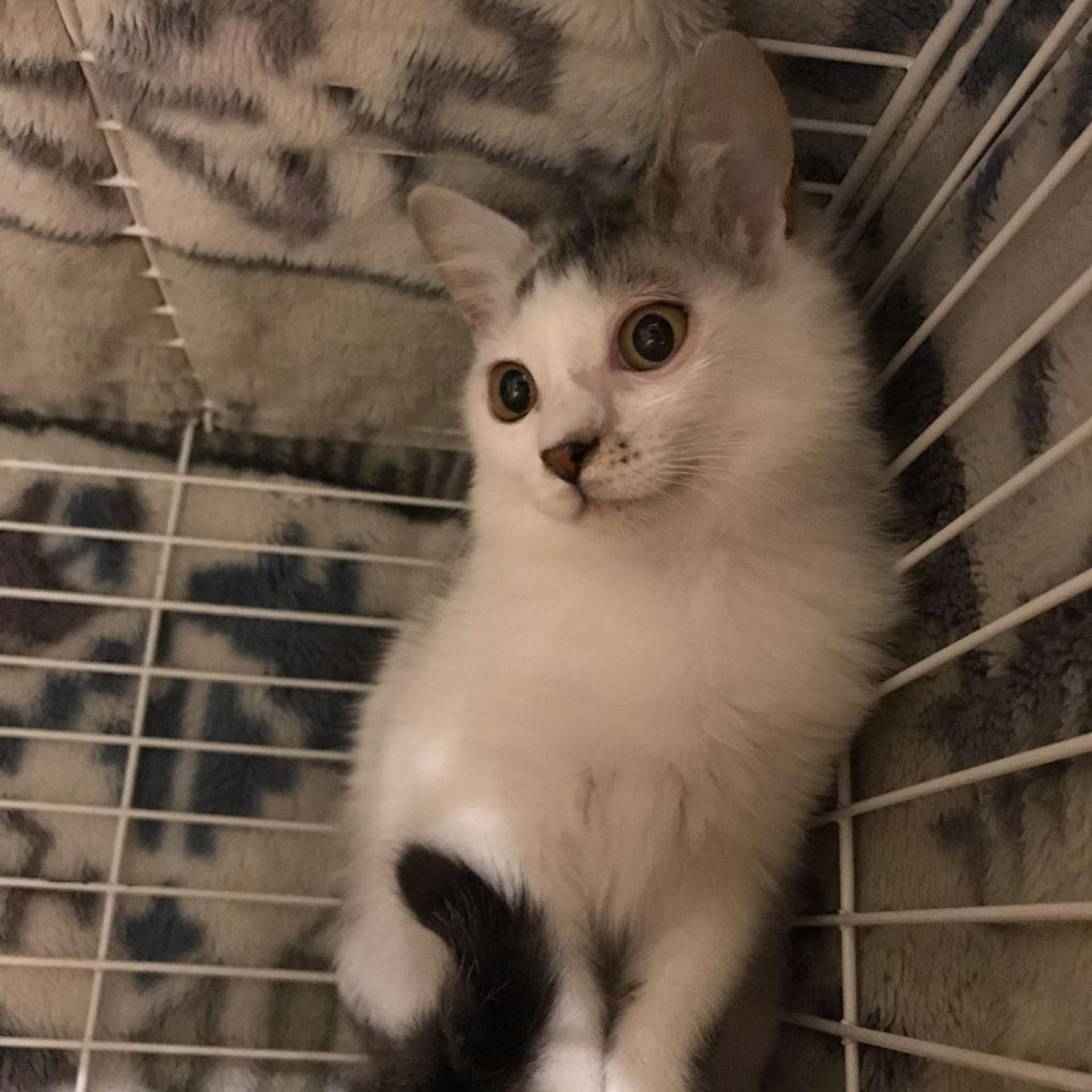 pet-image-3