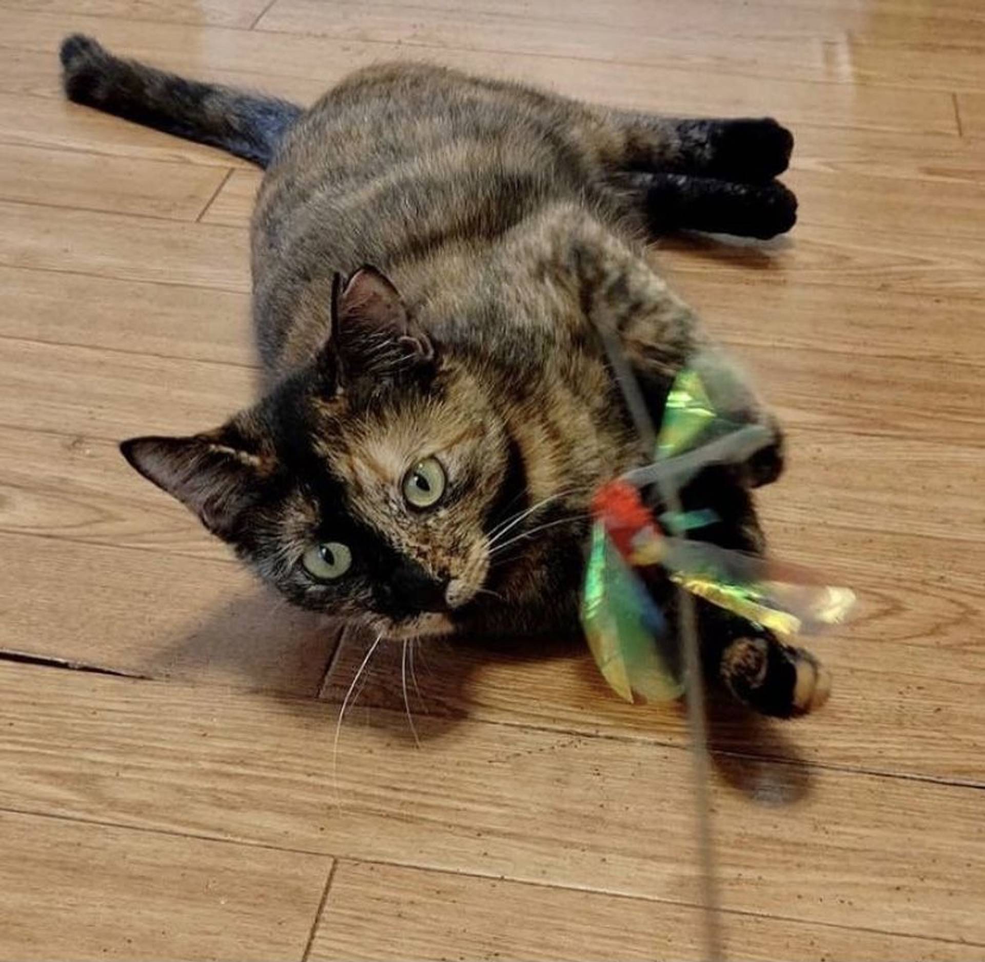 雑種（ミックス猫）・メスの里親募集の写真