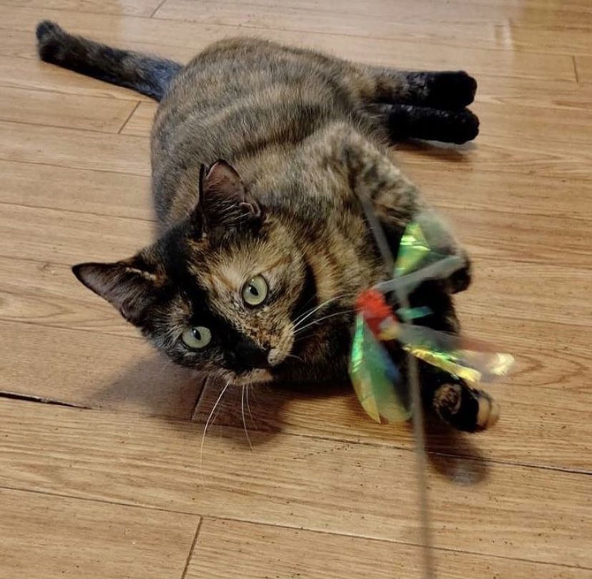 雑種（ミックス猫）・メスの里親募集の写真