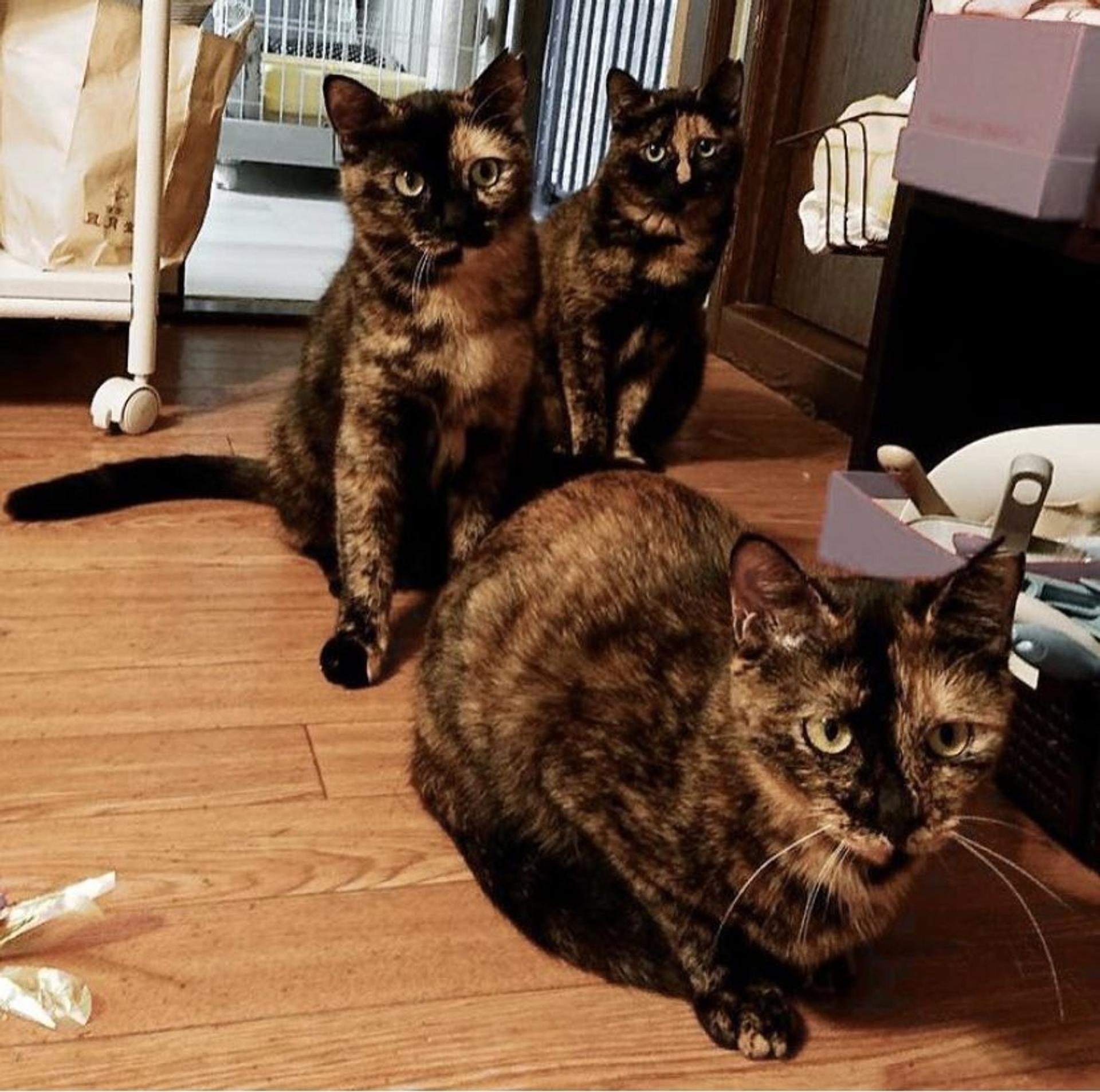 pet-image-5