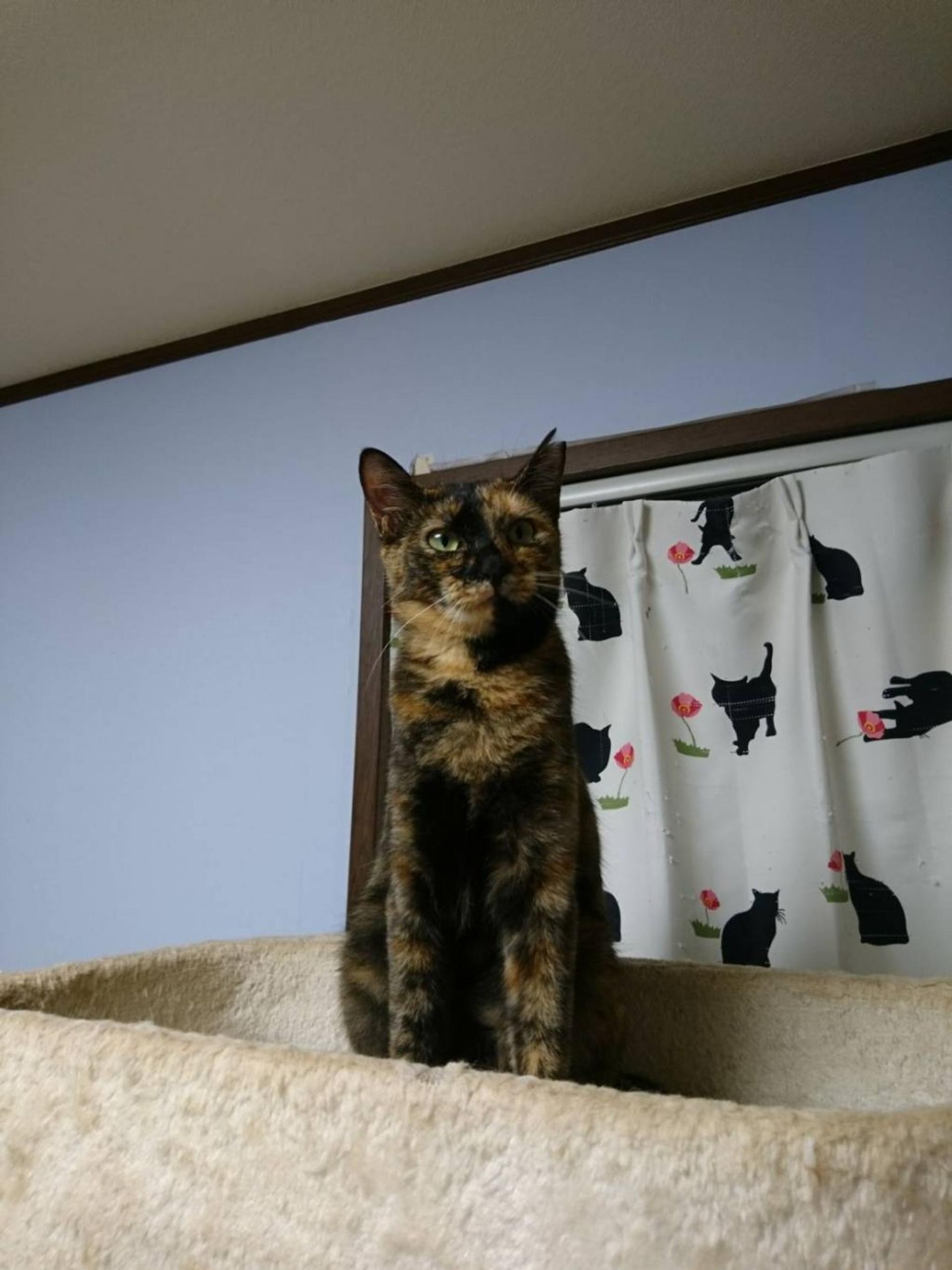 pet-image-8
