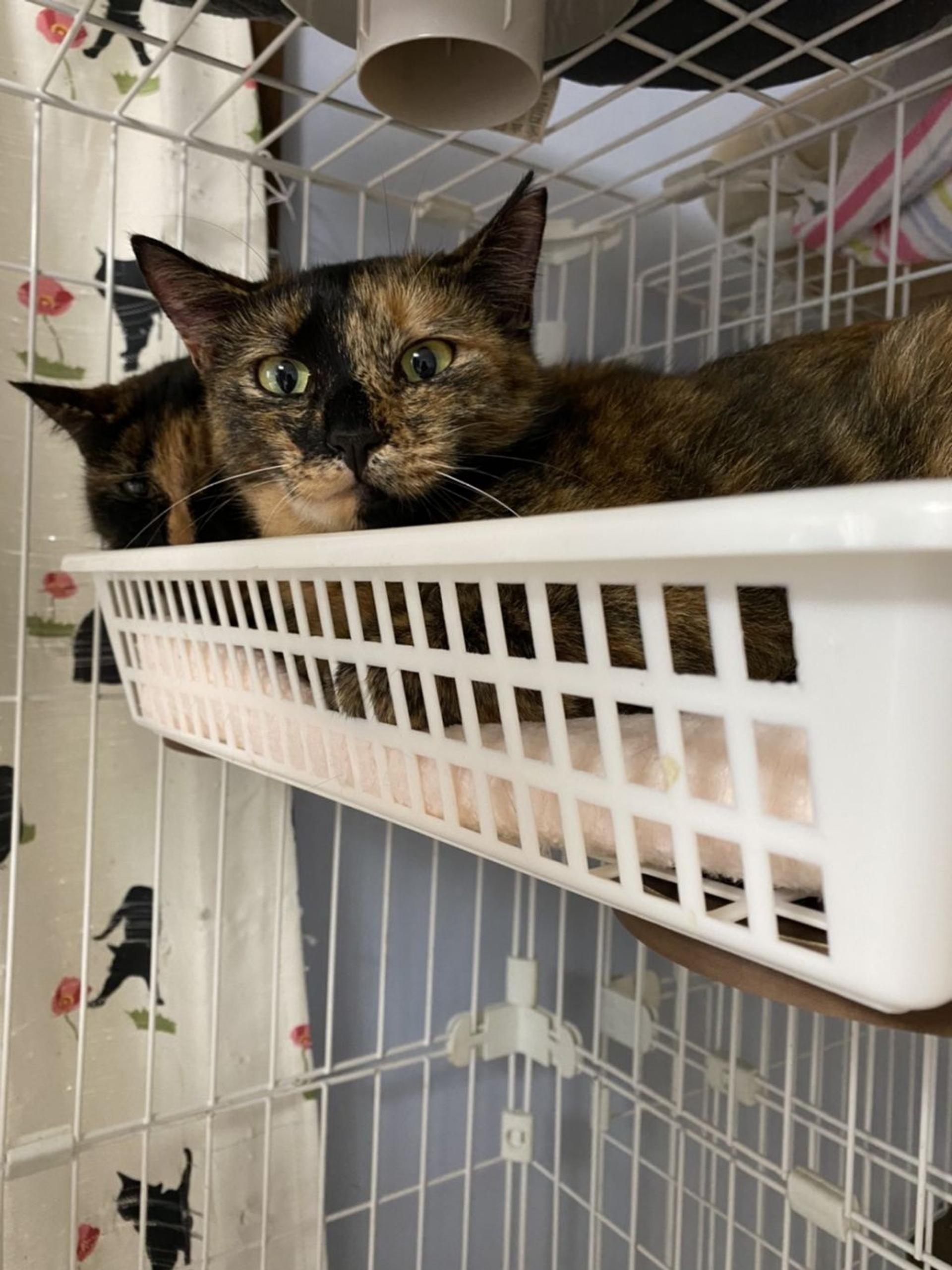 pet-image-9