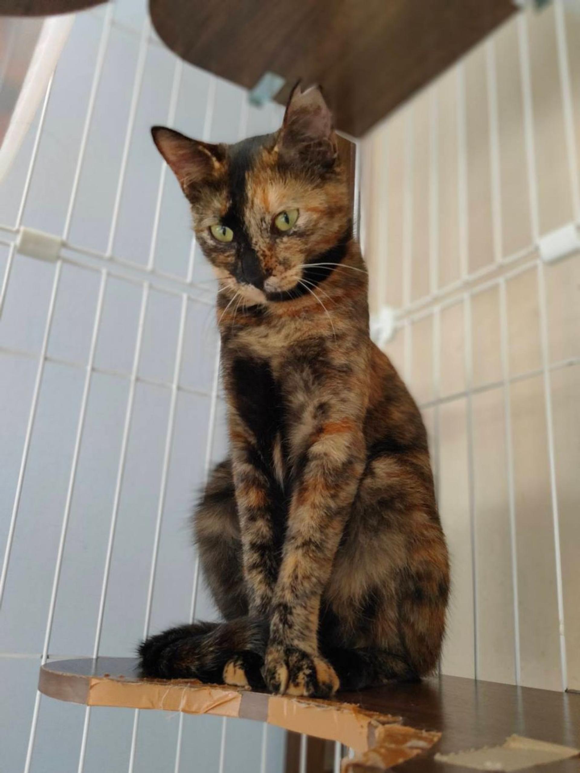 pet-image-2