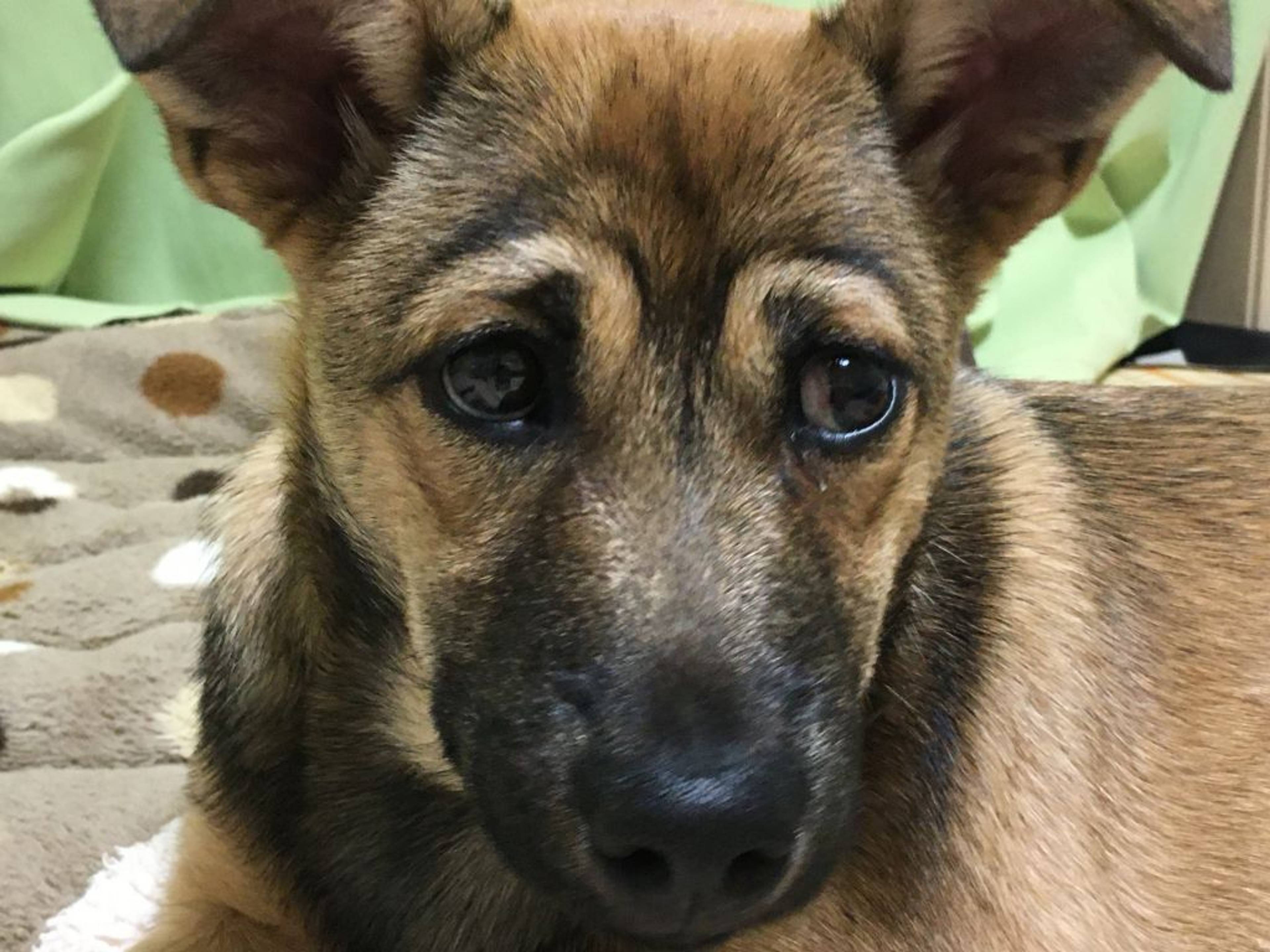 雑種（ミックス犬）・オスの里親募集の写真
