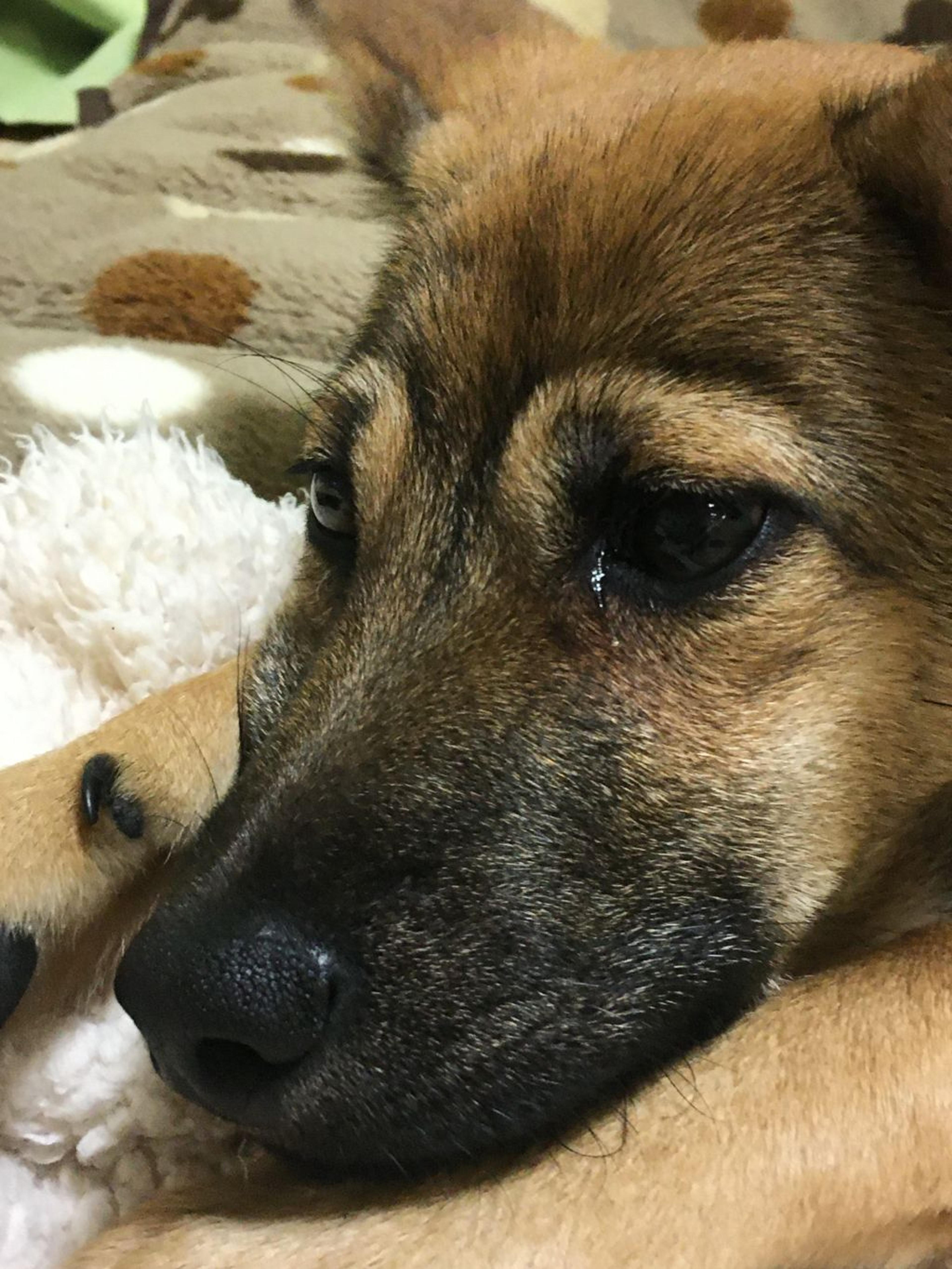 pet-image-3