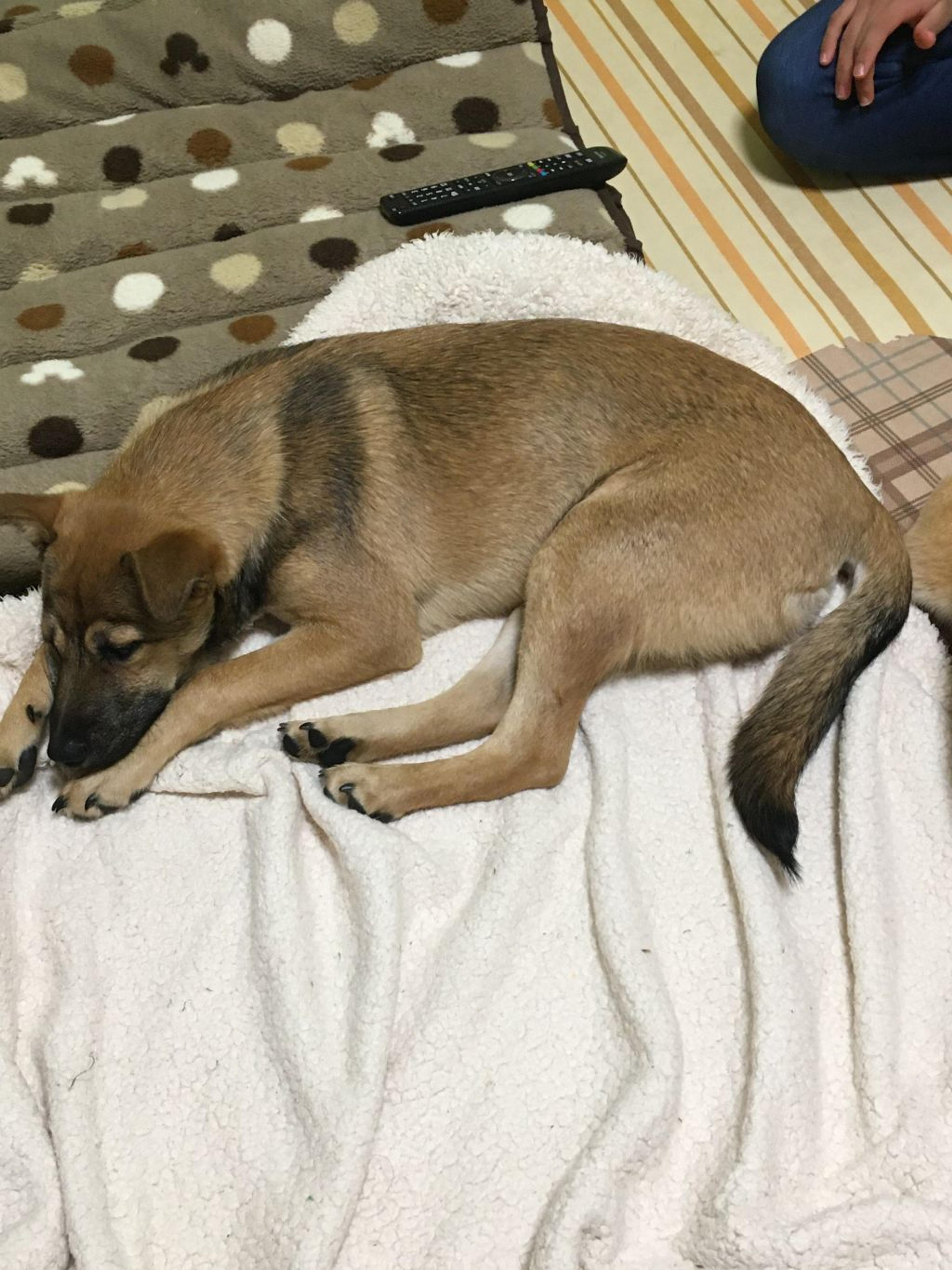 pet-image-4