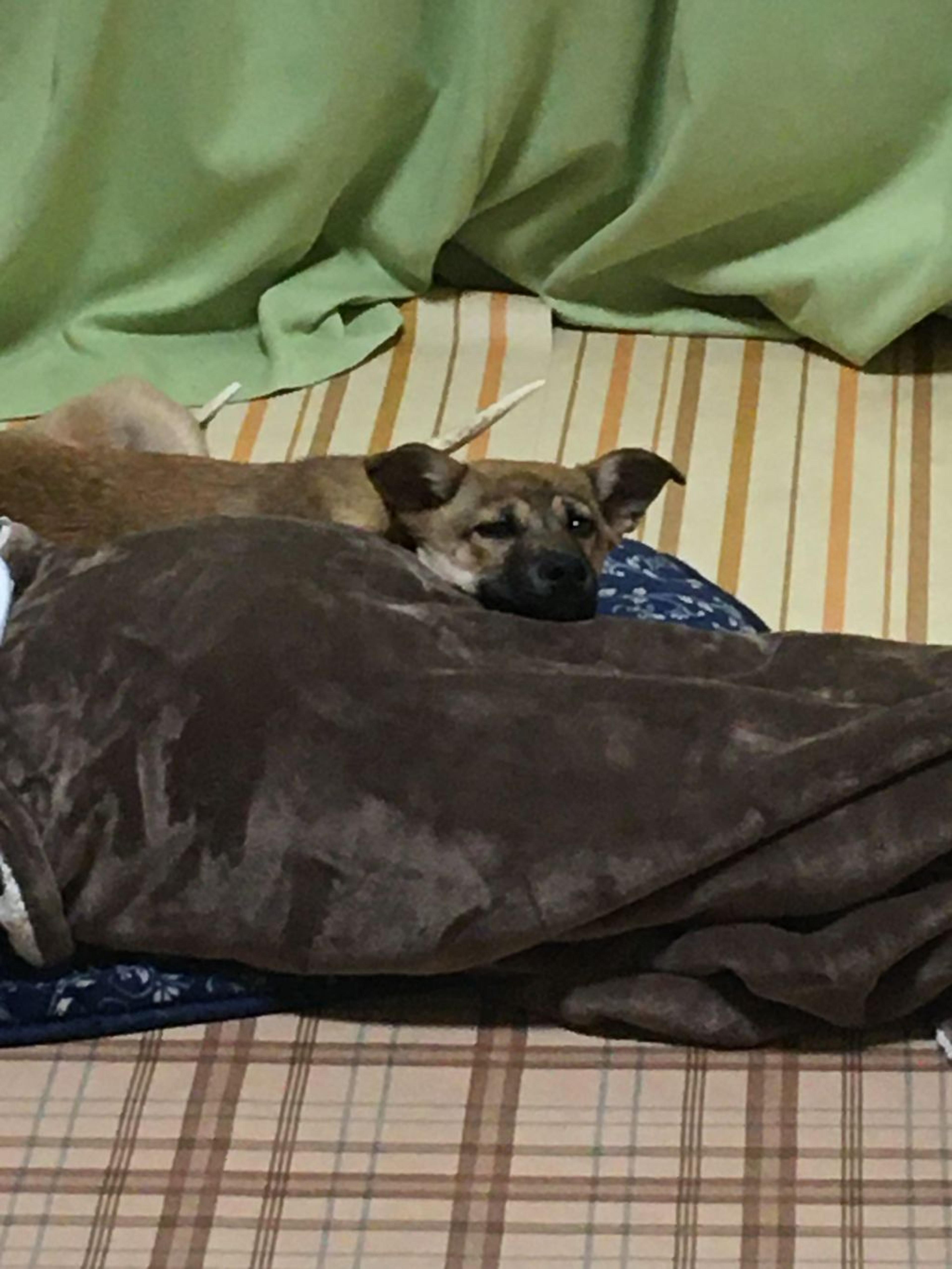 pet-image-5