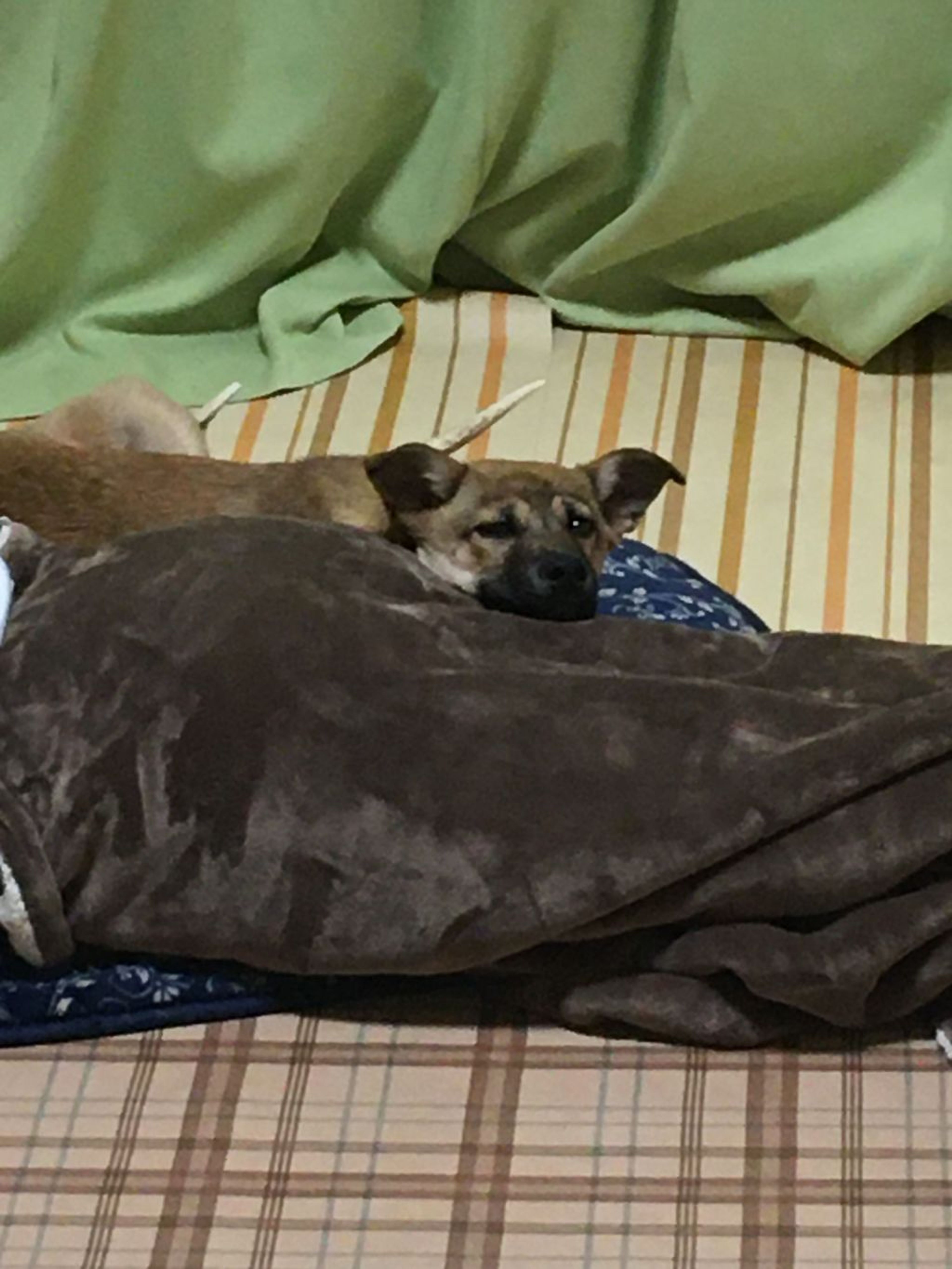 pet-image-5
