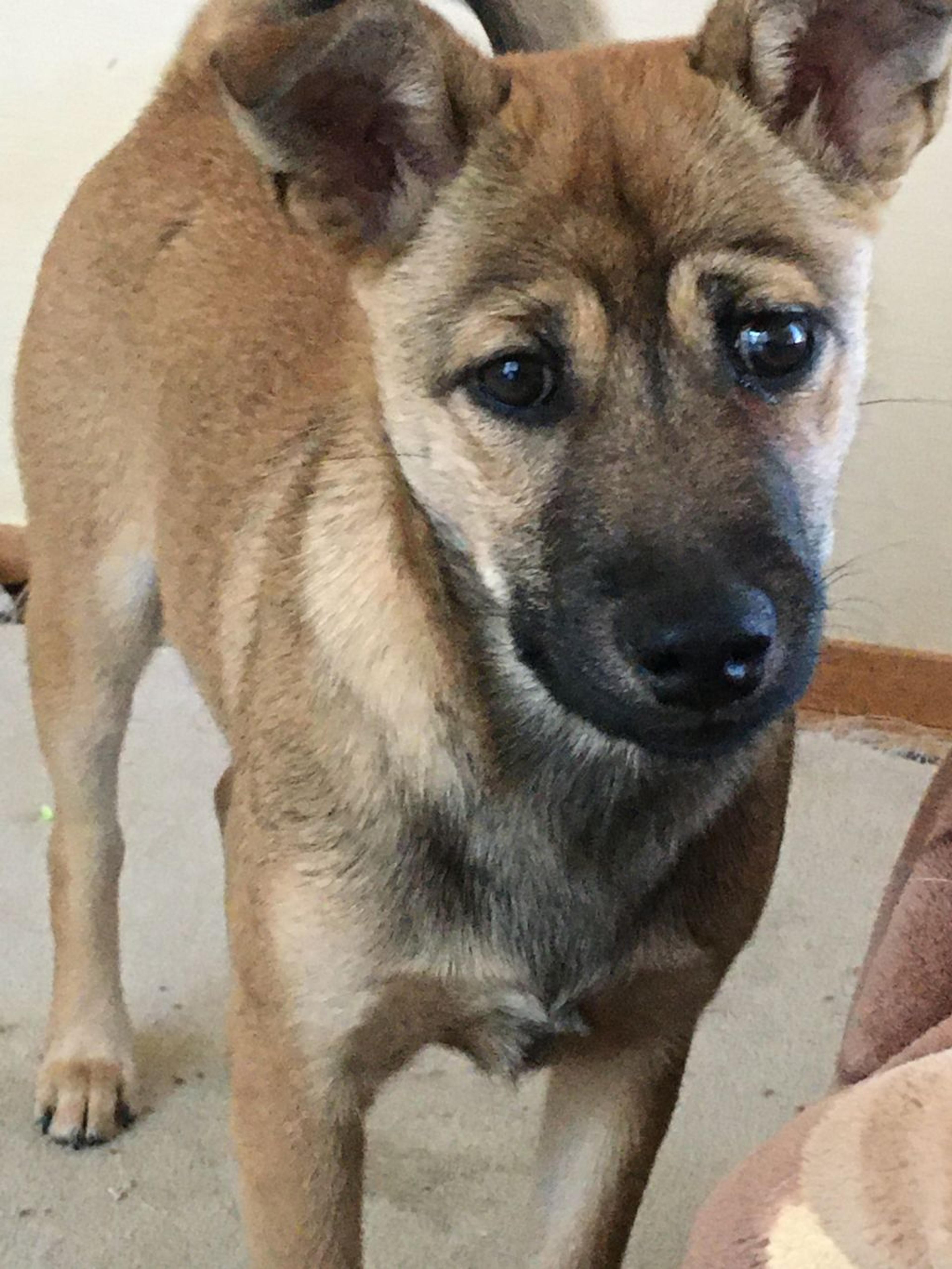 pet-image-8