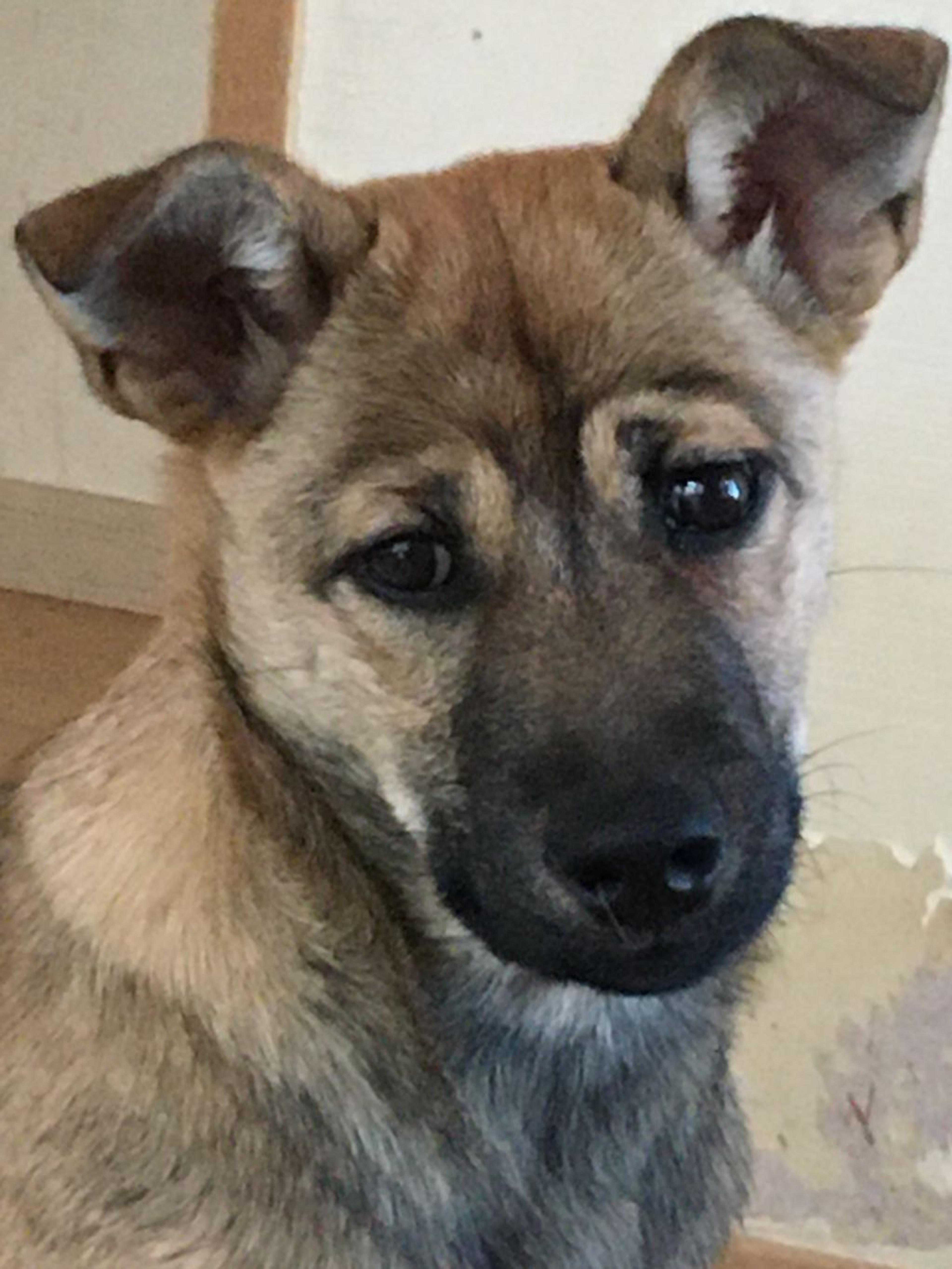 pet-image-9