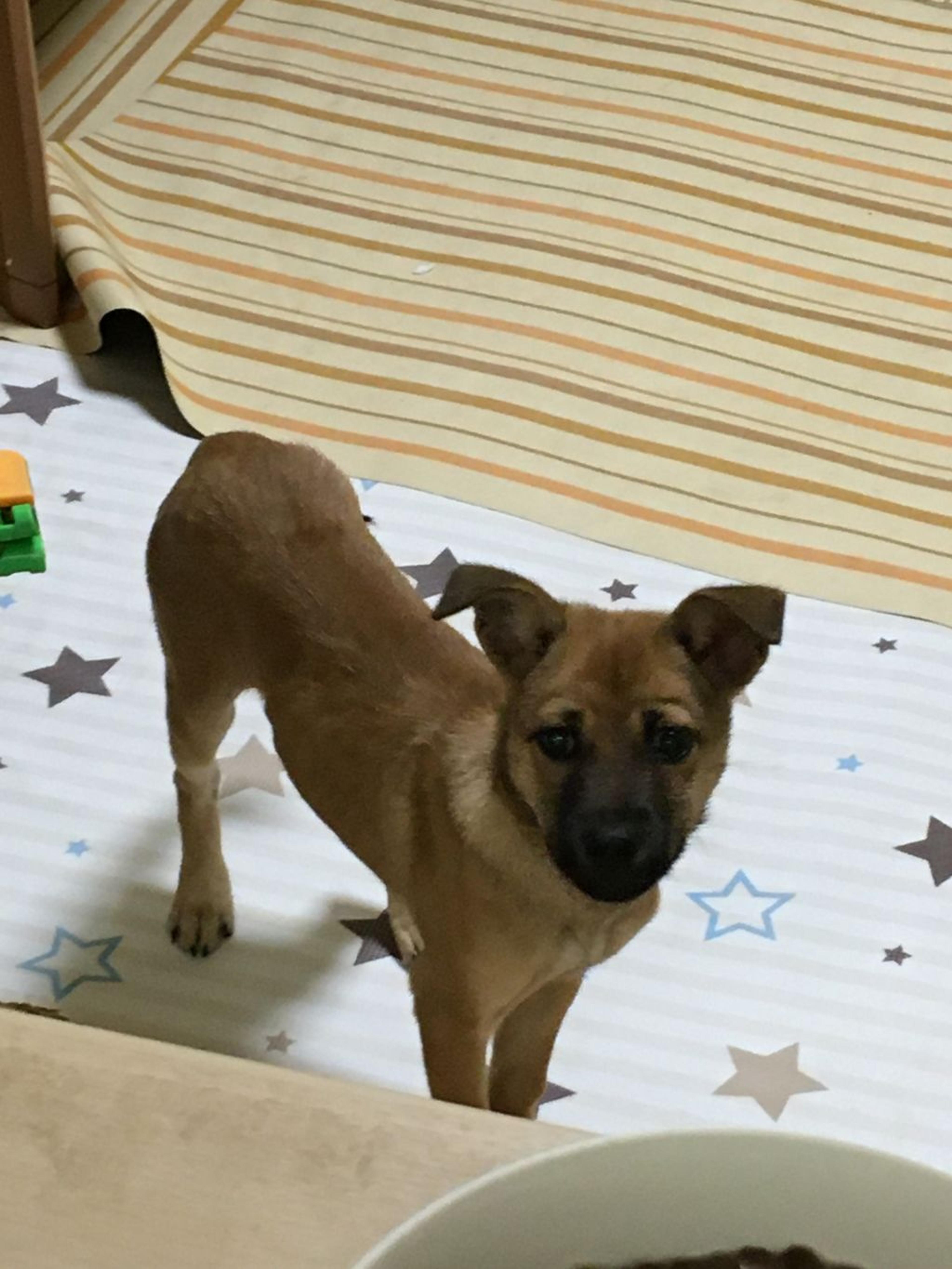 pet-image-10
