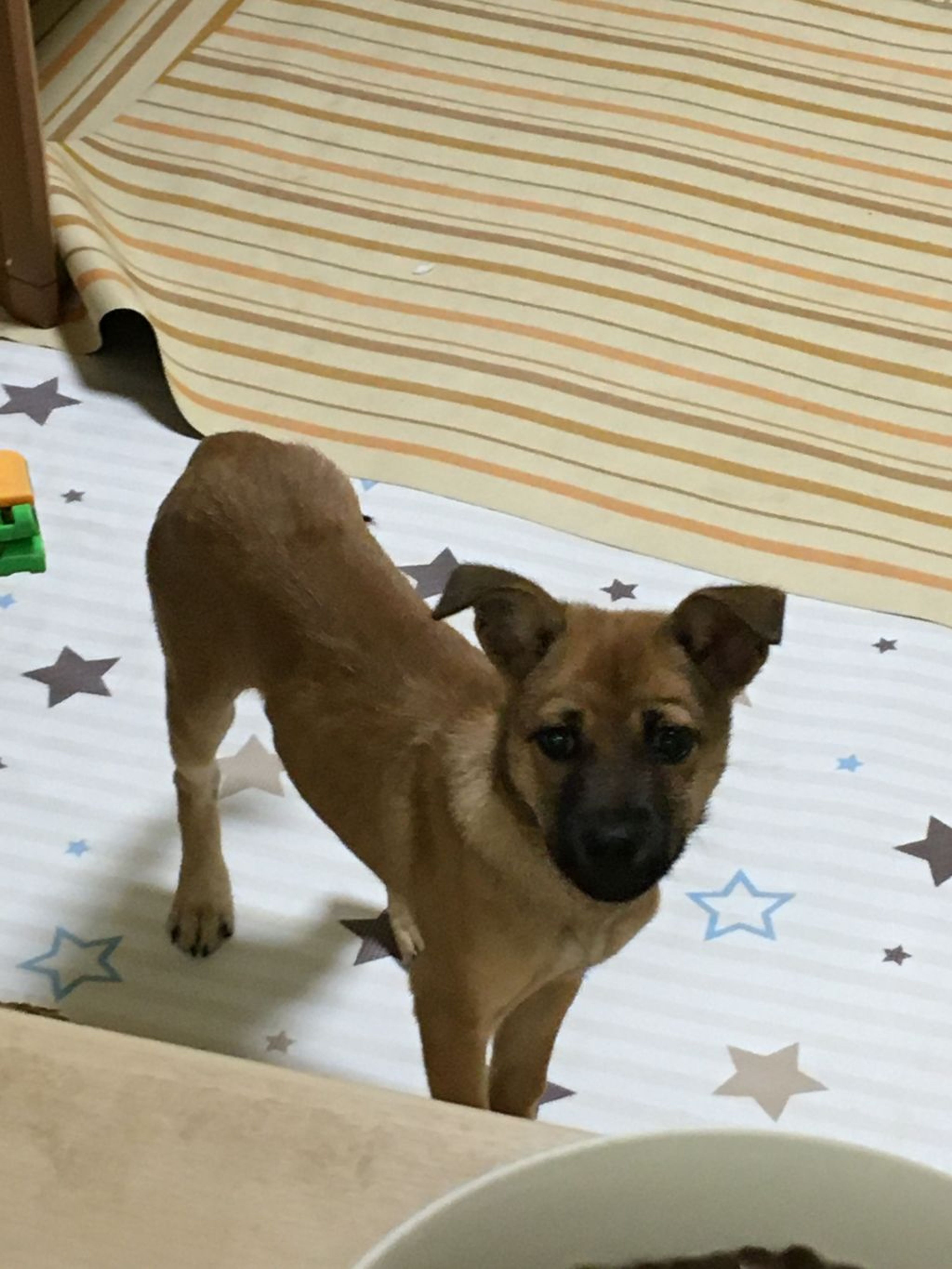 pet-image-10