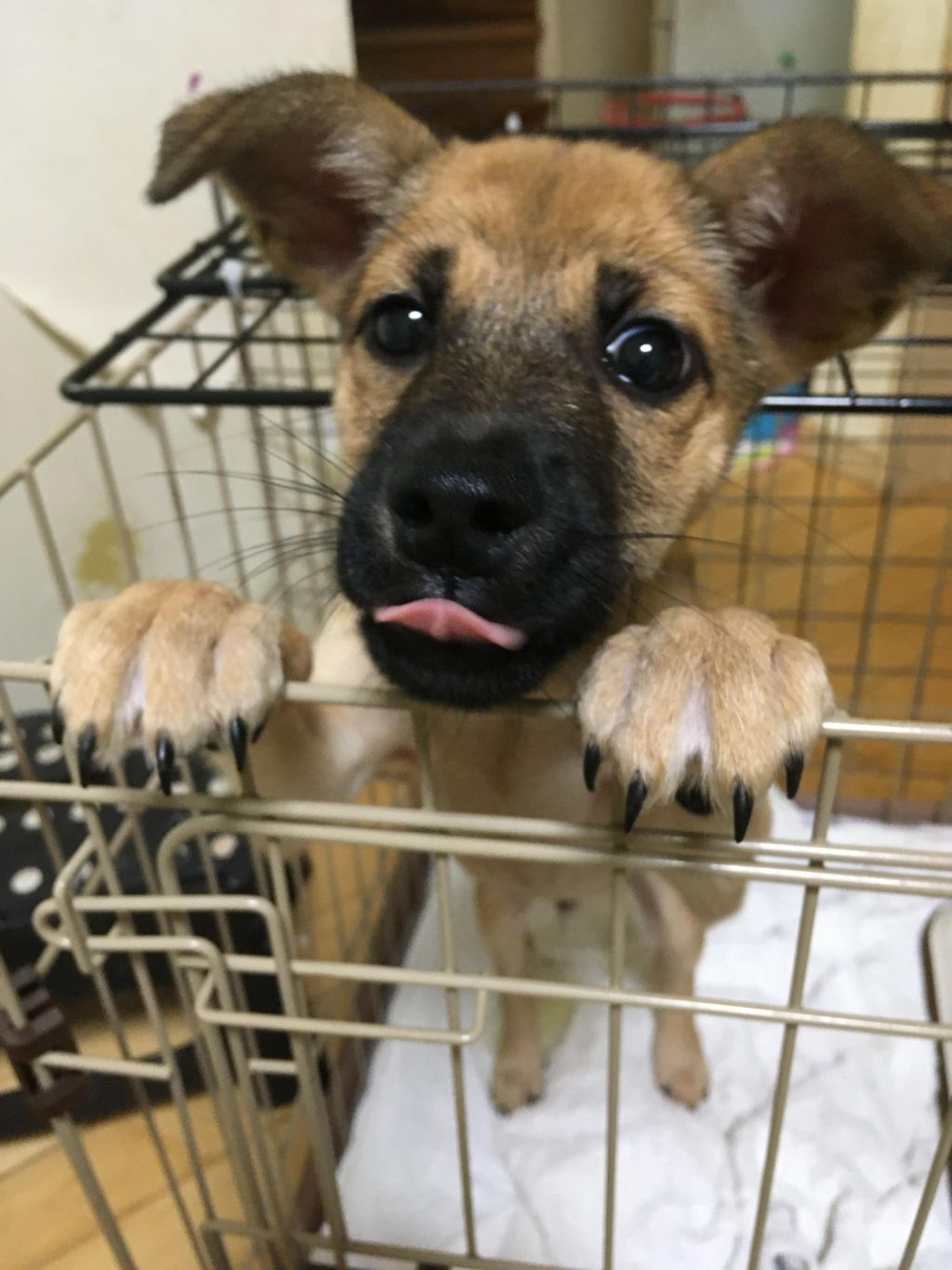 pet-image-2