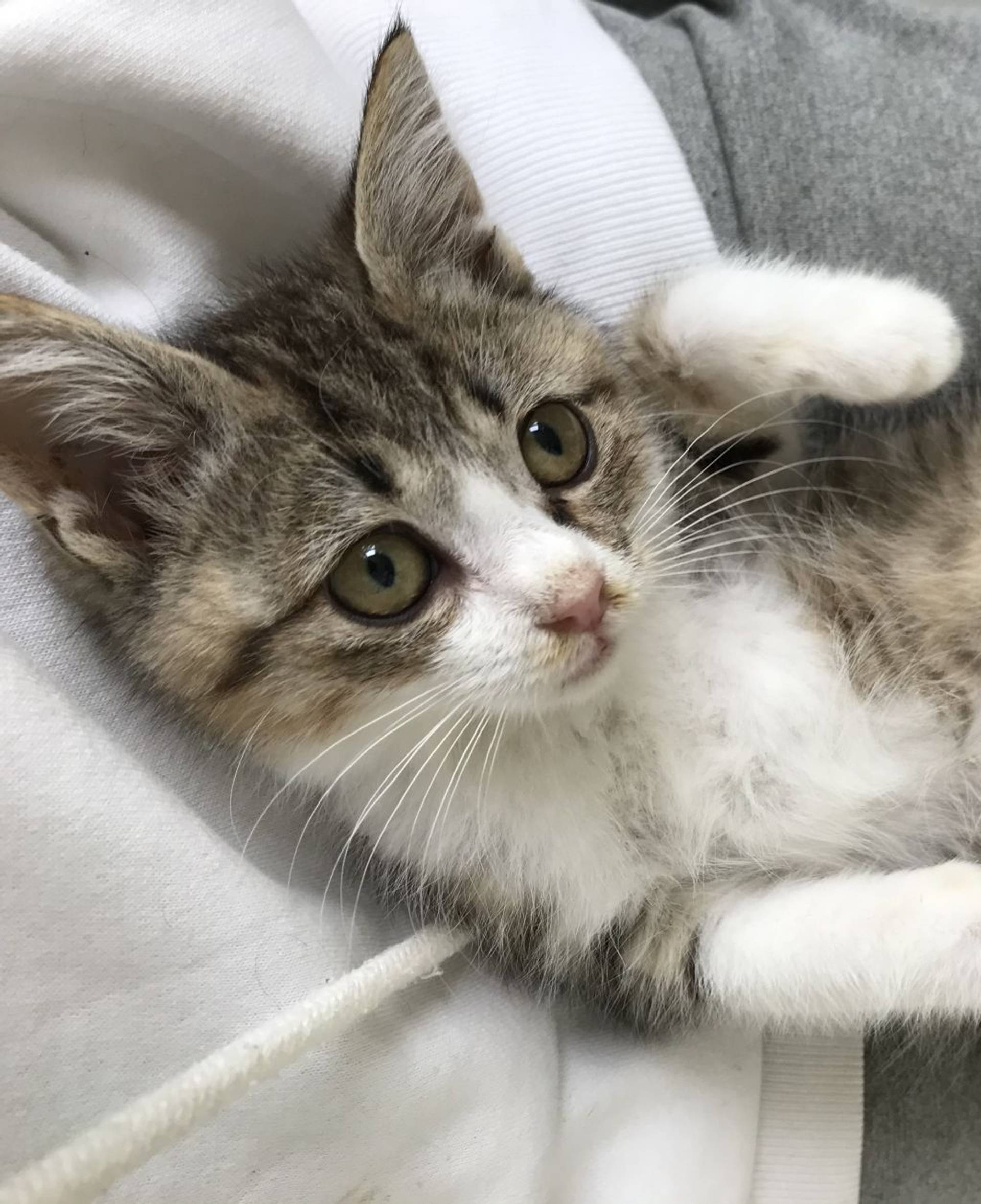 雑種（ミックス猫）・メスの里親募集の写真