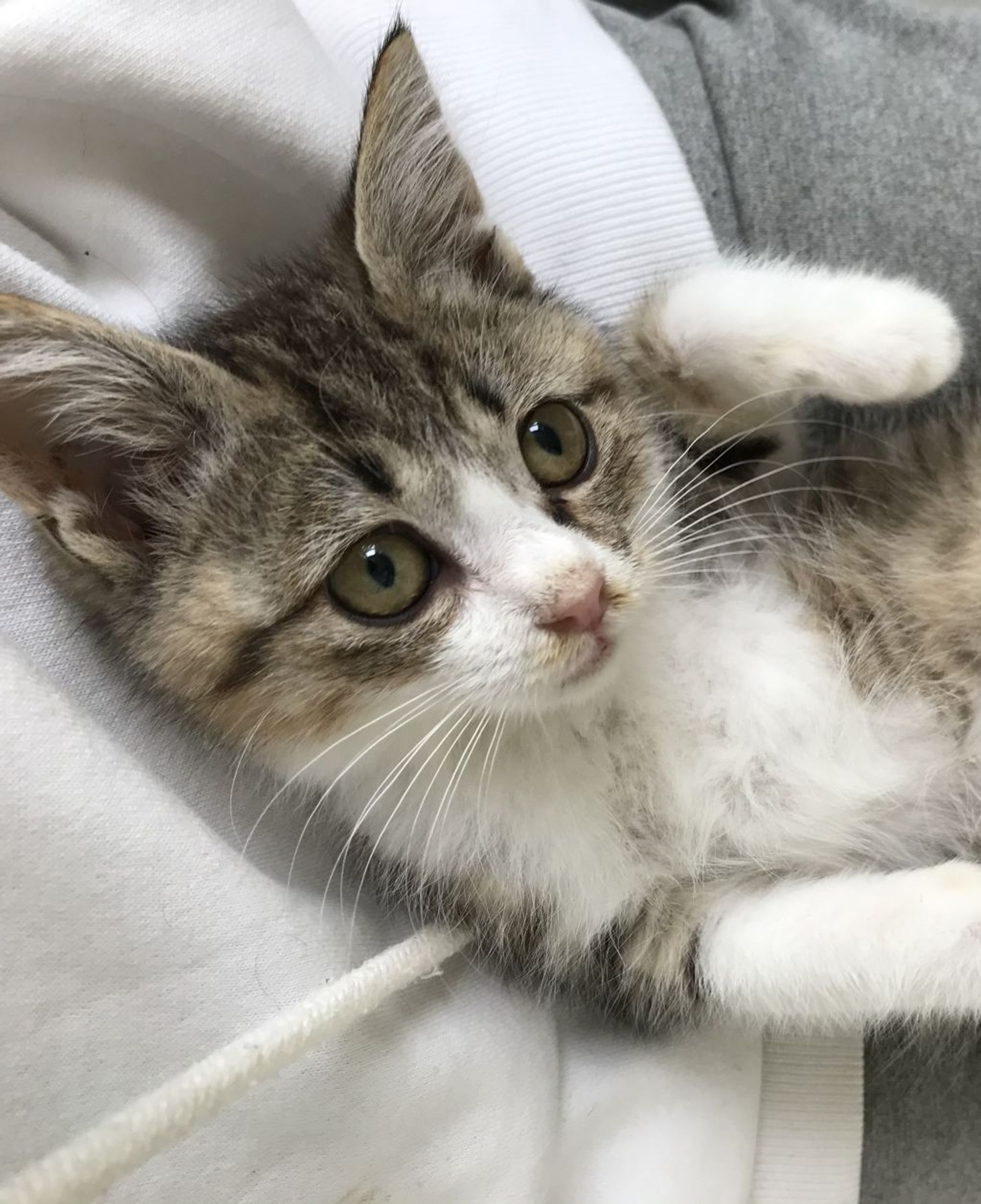雑種（ミックス猫）・メスの里親募集の写真