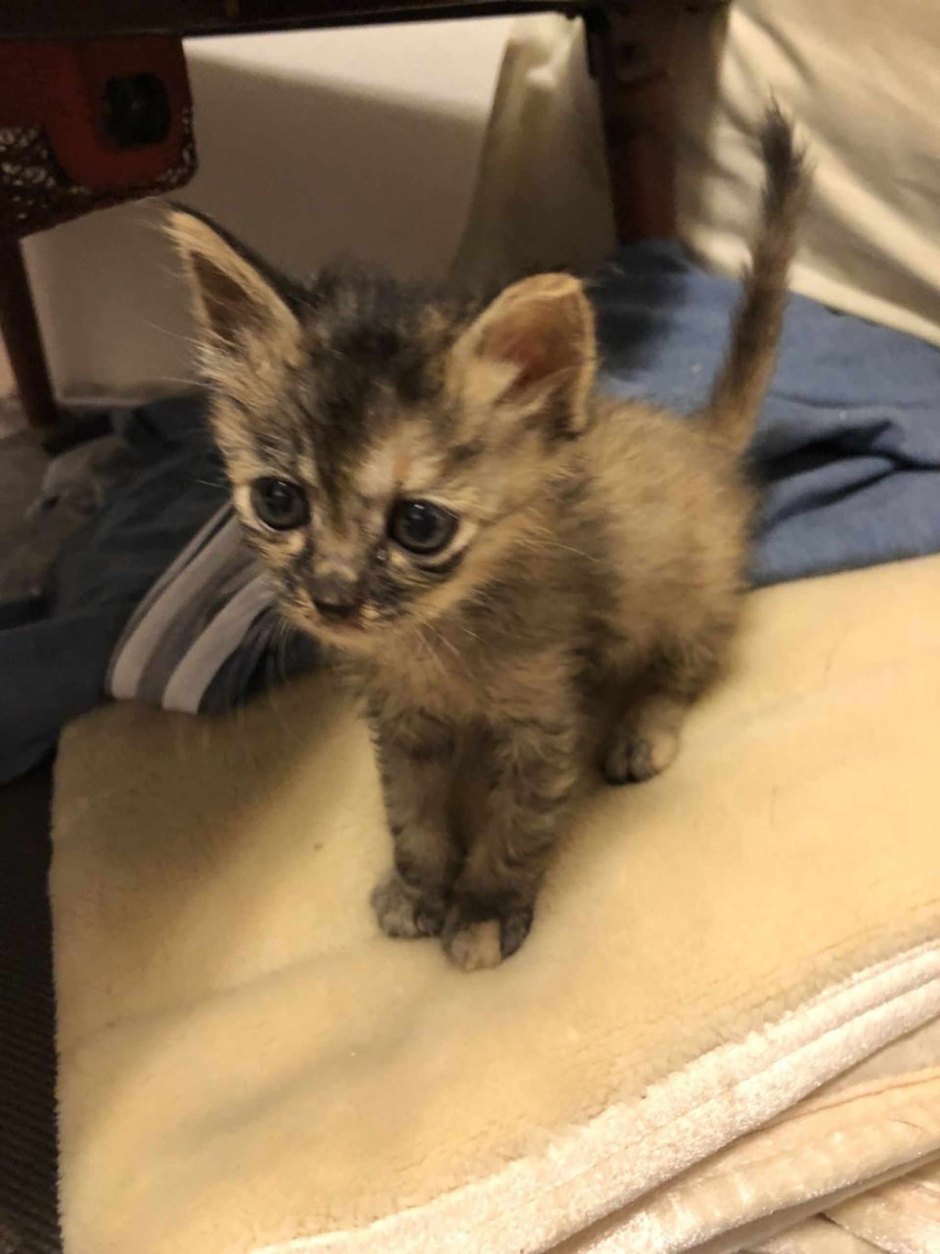 雑種（ミックス猫）・メスの里親募集の写真