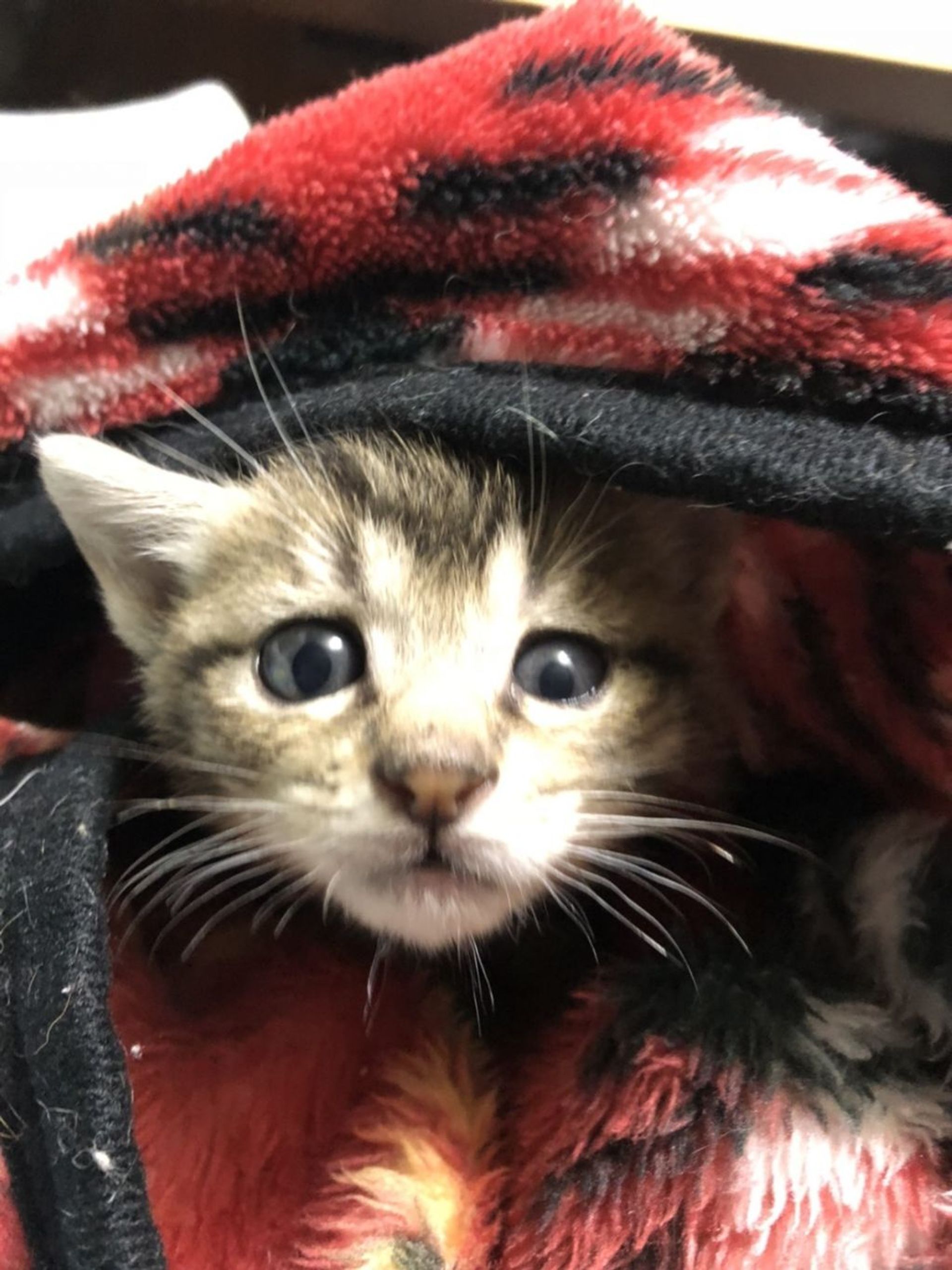 雑種（ミックス猫）・メスの里親募集の写真